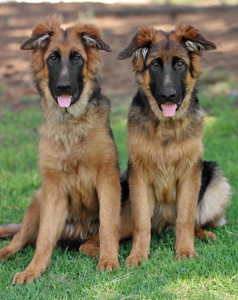 *Balto von Reina