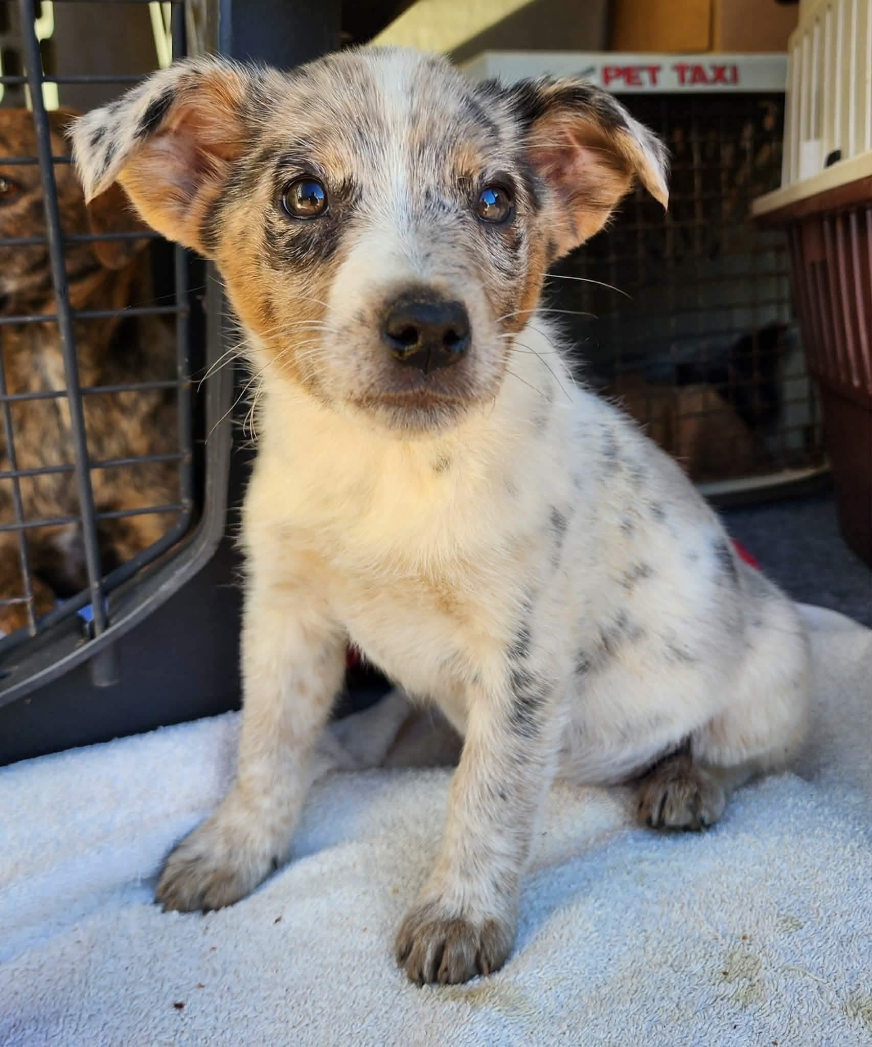 Enlarge Bailey, a ADOPTABLE mixed breed in Centerville, TN image 1/2