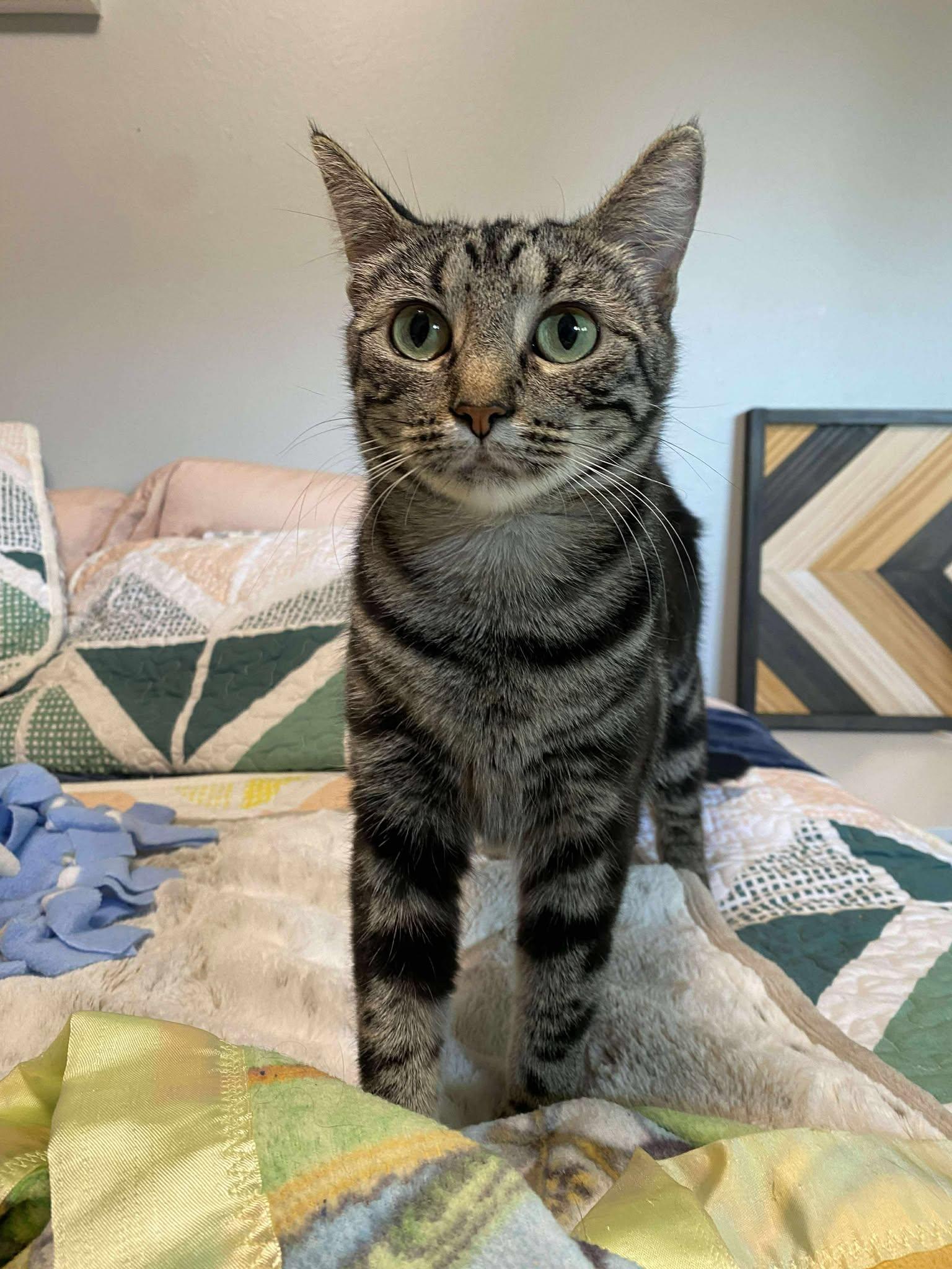DUMPLING, Adoptable, Adult Female Domestic Short Hair.