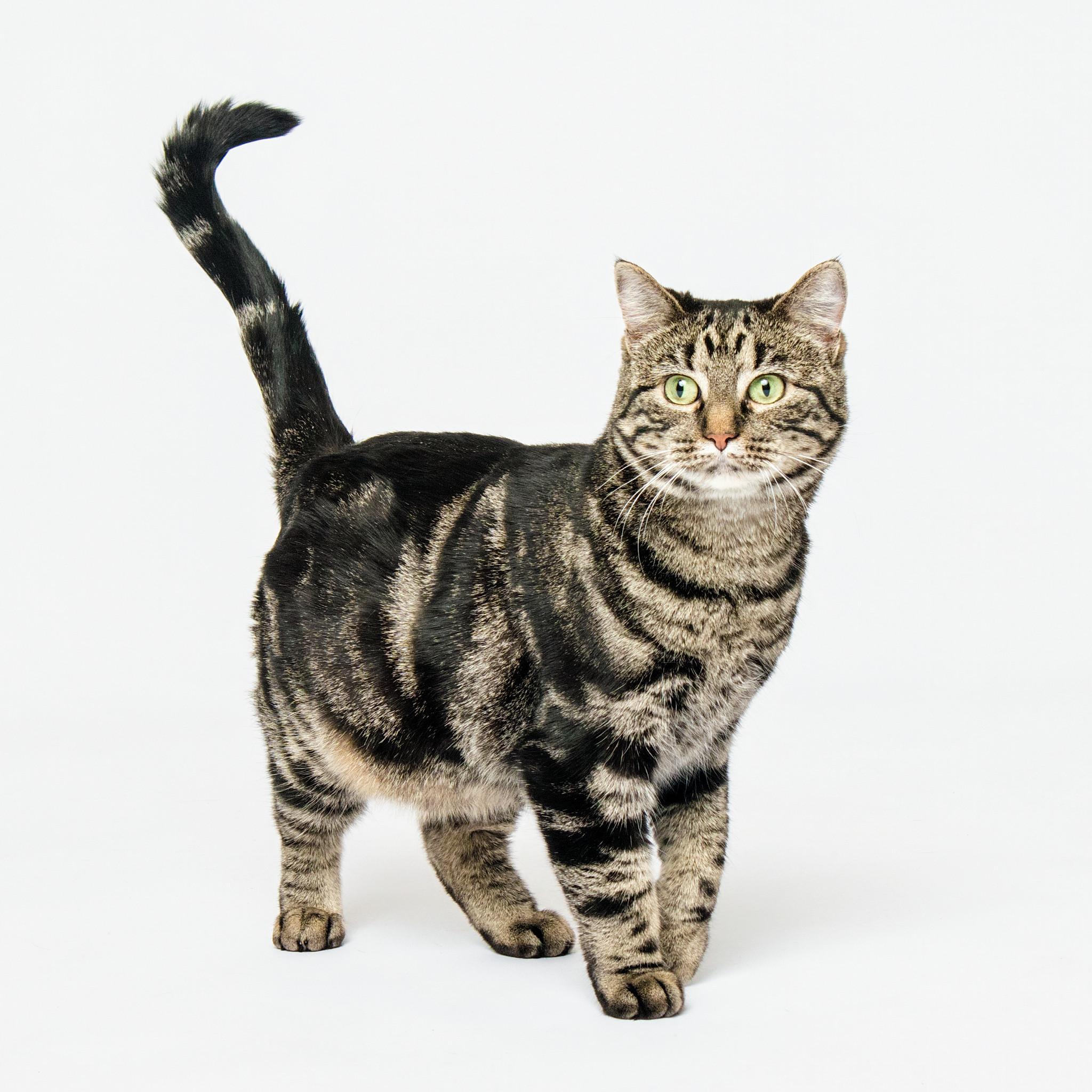 Enlarge DUMPLING, a Adoptable Domestic Short Hair in Grand Forks, ND image 2/3