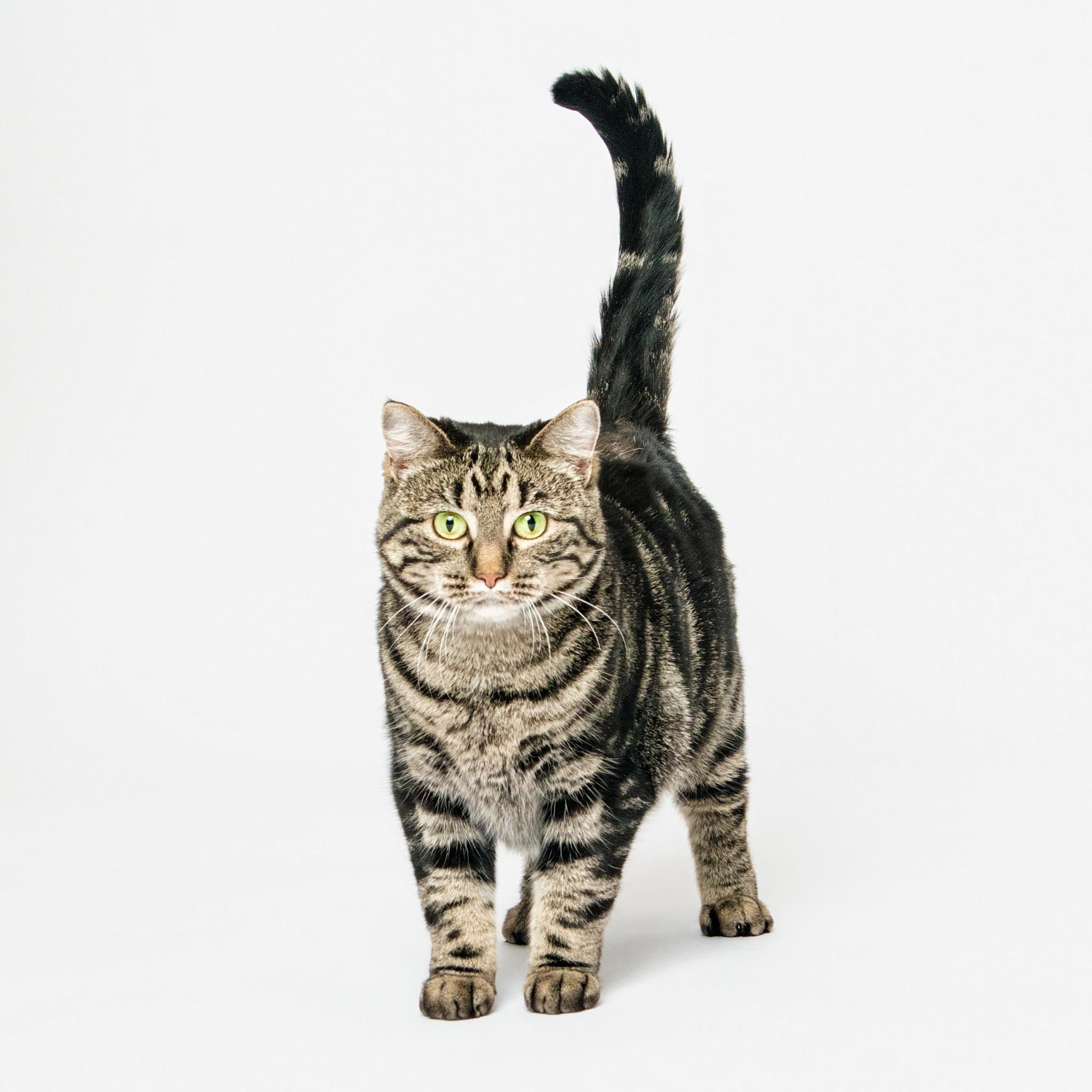 Enlarge DUMPLING, a Adoptable Domestic Short Hair in Grand Forks, ND image 3/3