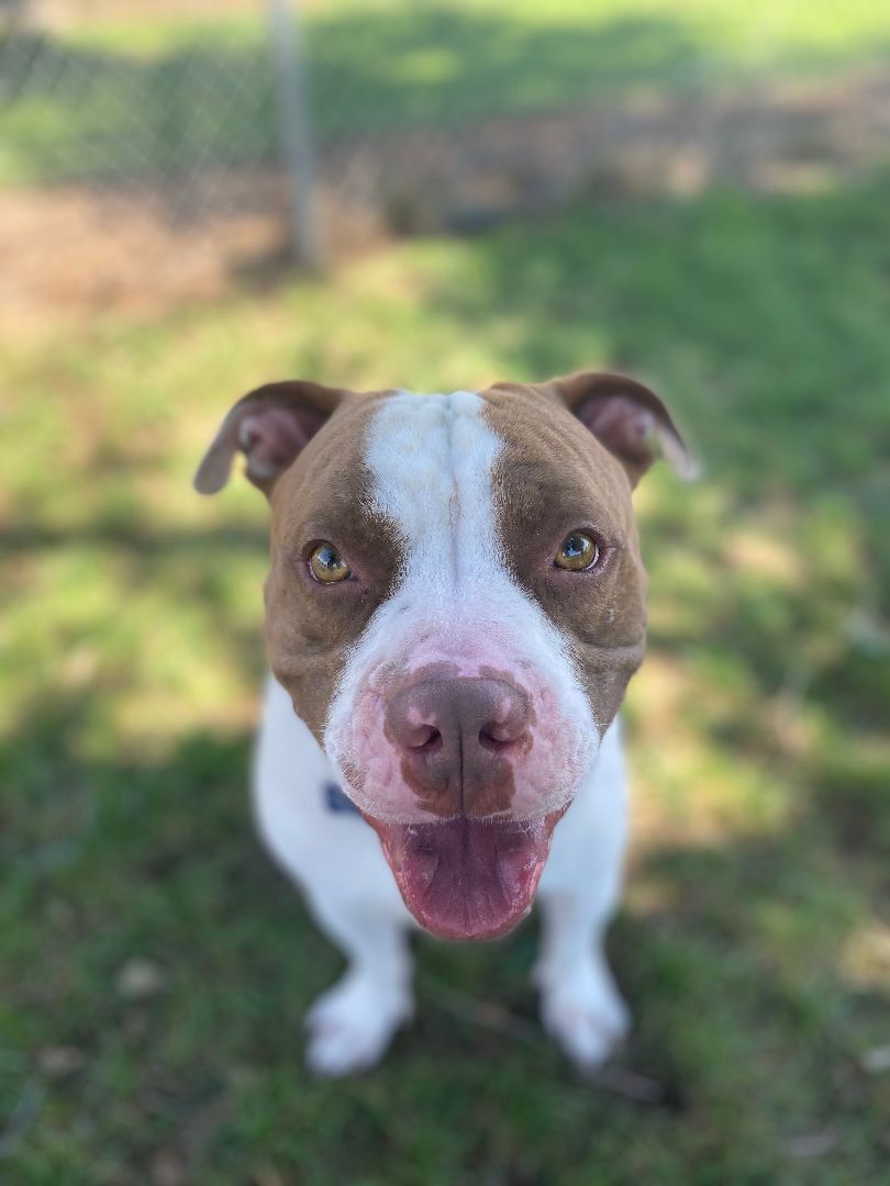 Ravus, a Adoptable Pit Bull Terrier in Pueblo, CO image 2/5