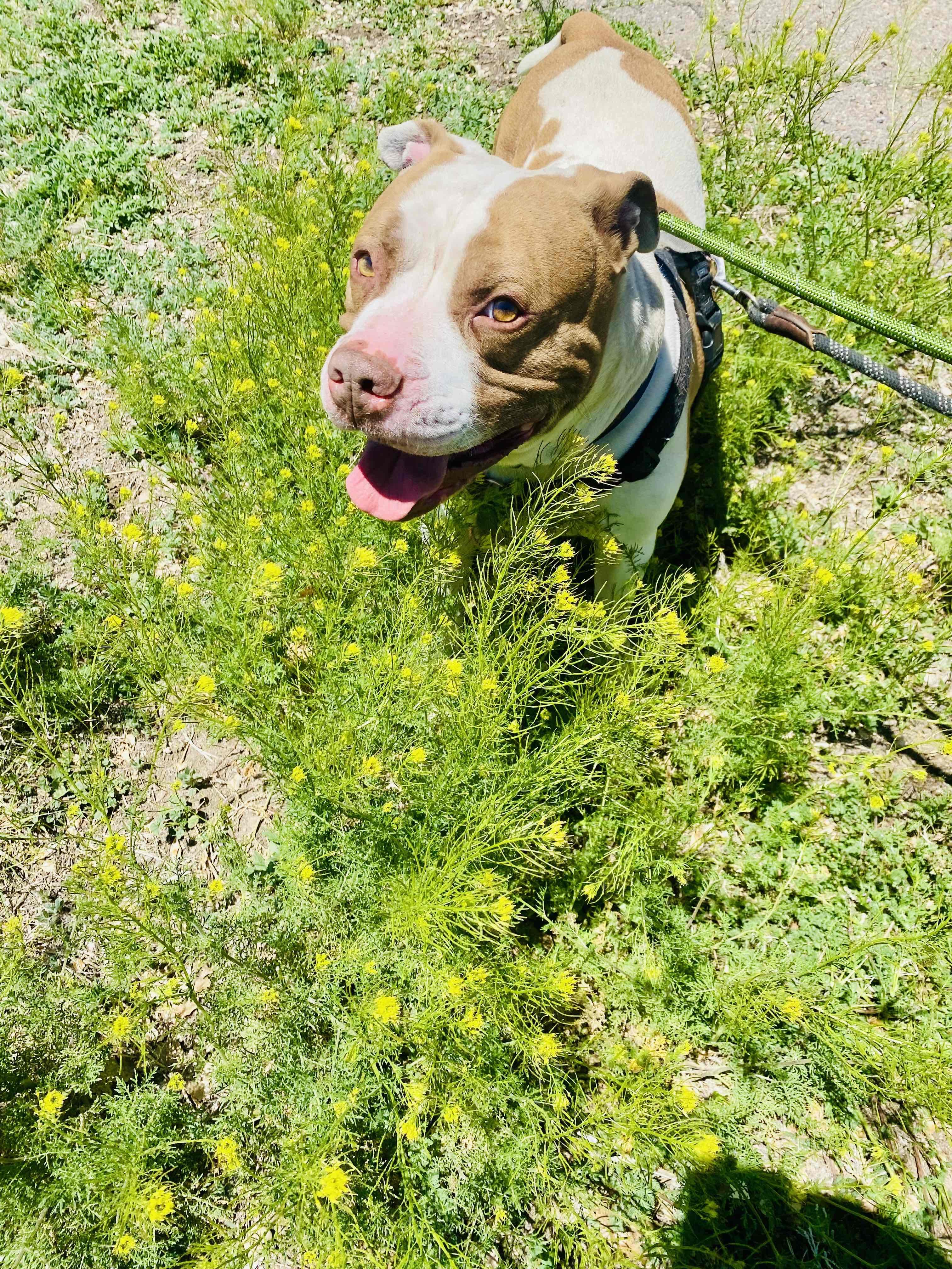 Ravus, Adoptable, Adult Male Pit Bull Terrier.
