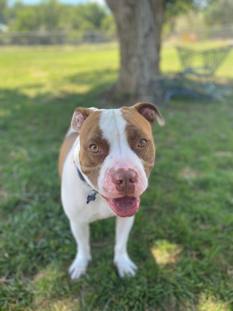 Ravus, an adoptable Pit Bull Terrier in Pueblo, CO, 81001 | Photo Image 3