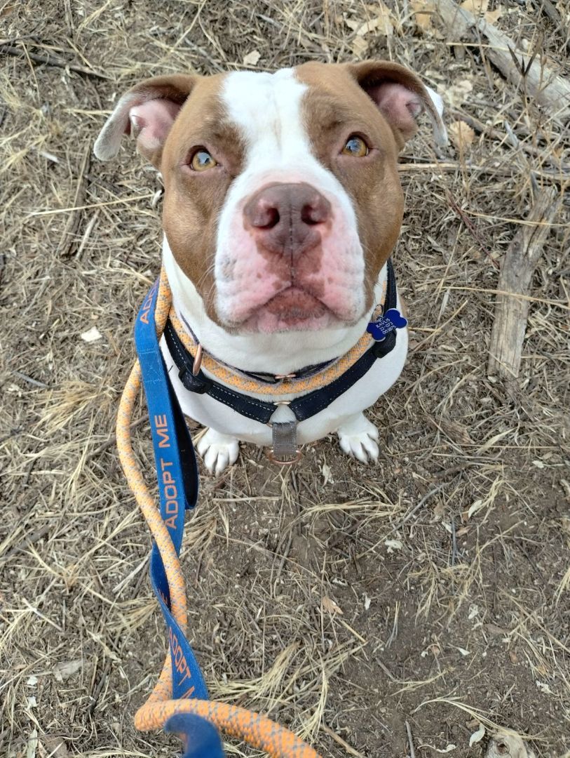 Ravus, an adoptable Pit Bull Terrier in Pueblo, CO, 81001 | Photo Image 4