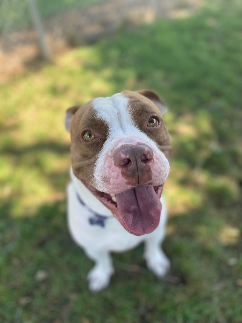 Ravus, a Adoptable Pit Bull Terrier in Pueblo, CO image 5/5