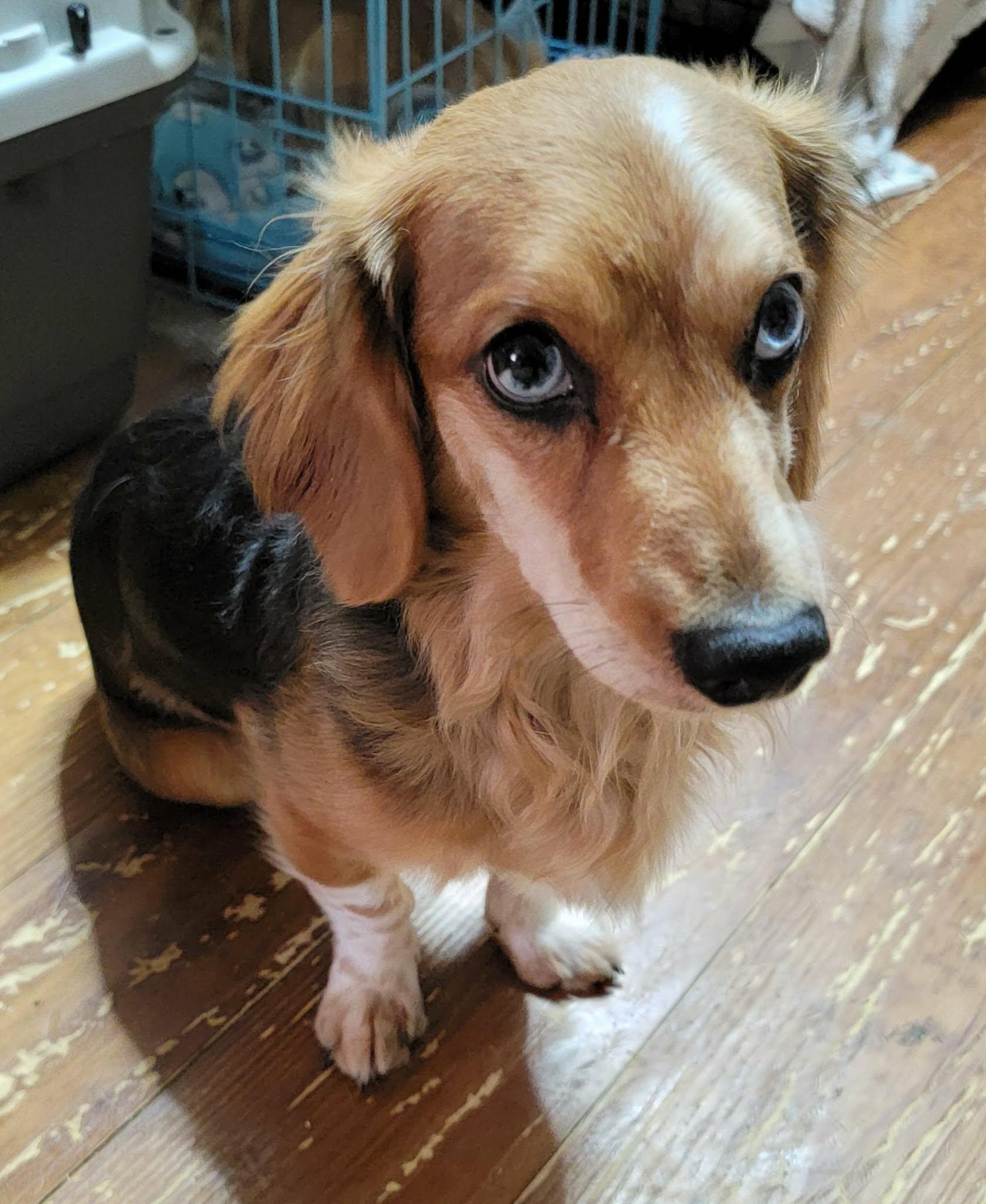 Milo, a ADOPTABLE mixed breed in Van Alstyne, TX image 1/5