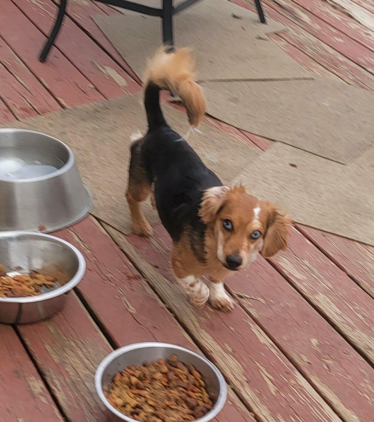 Milo, a ADOPTABLE mixed breed in Van Alstyne, TX image 3/5