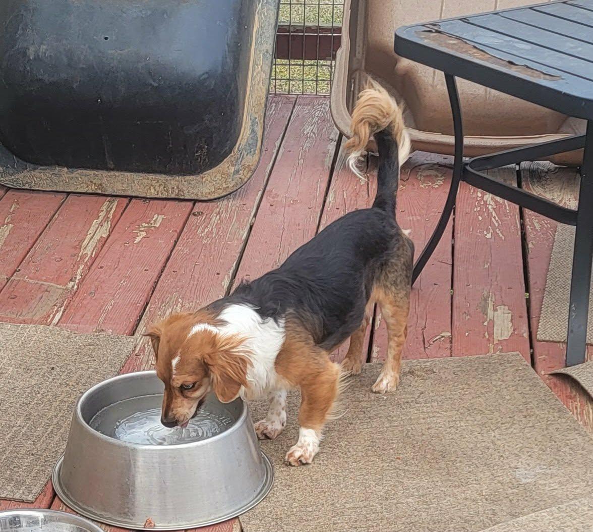 Milo, a ADOPTABLE mixed breed in Van Alstyne, TX image 5/5