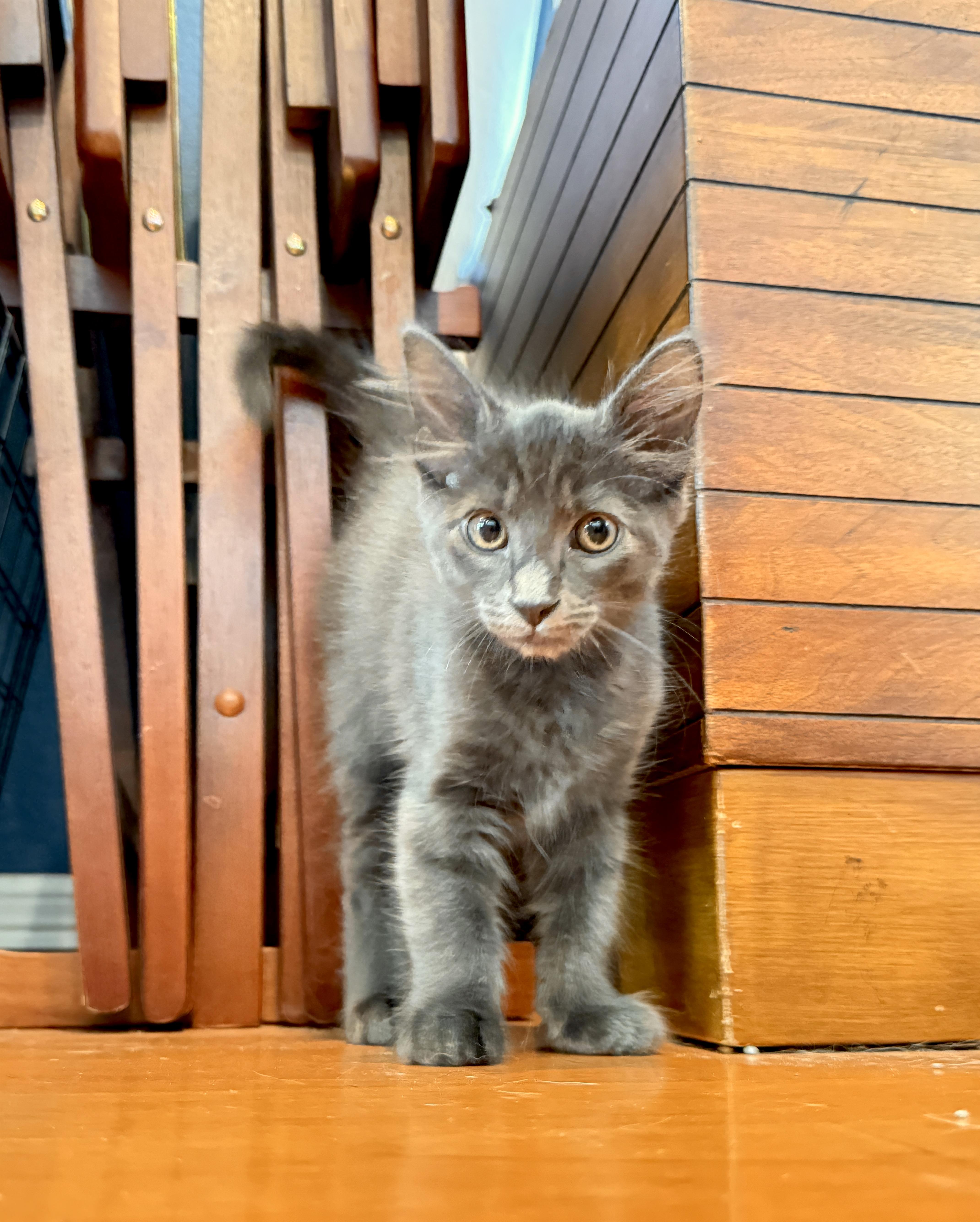 George, a ADOPTABLE mixed breed in Keller, TX image 2/6