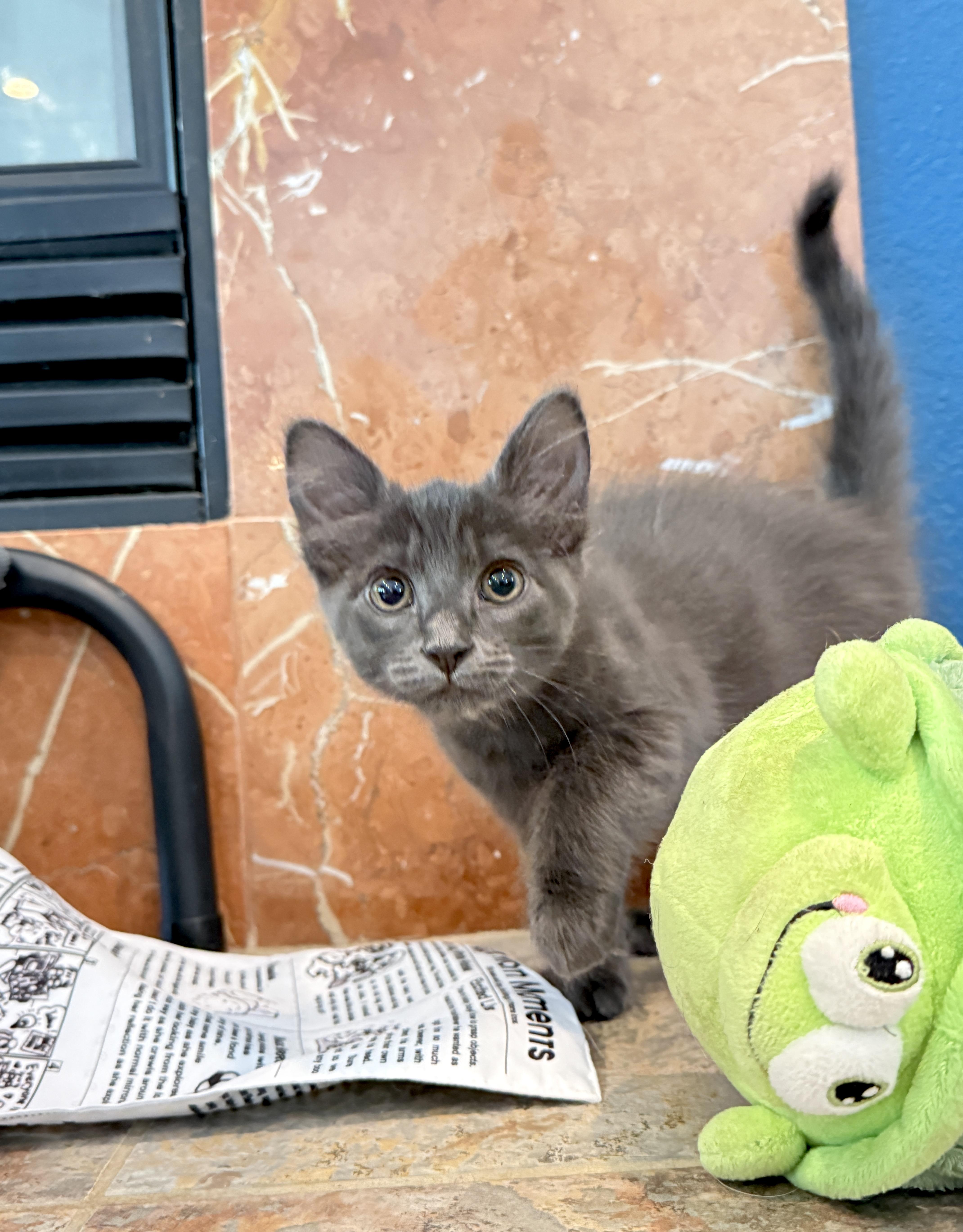 George, a ADOPTABLE mixed breed in Keller, TX image 4/6