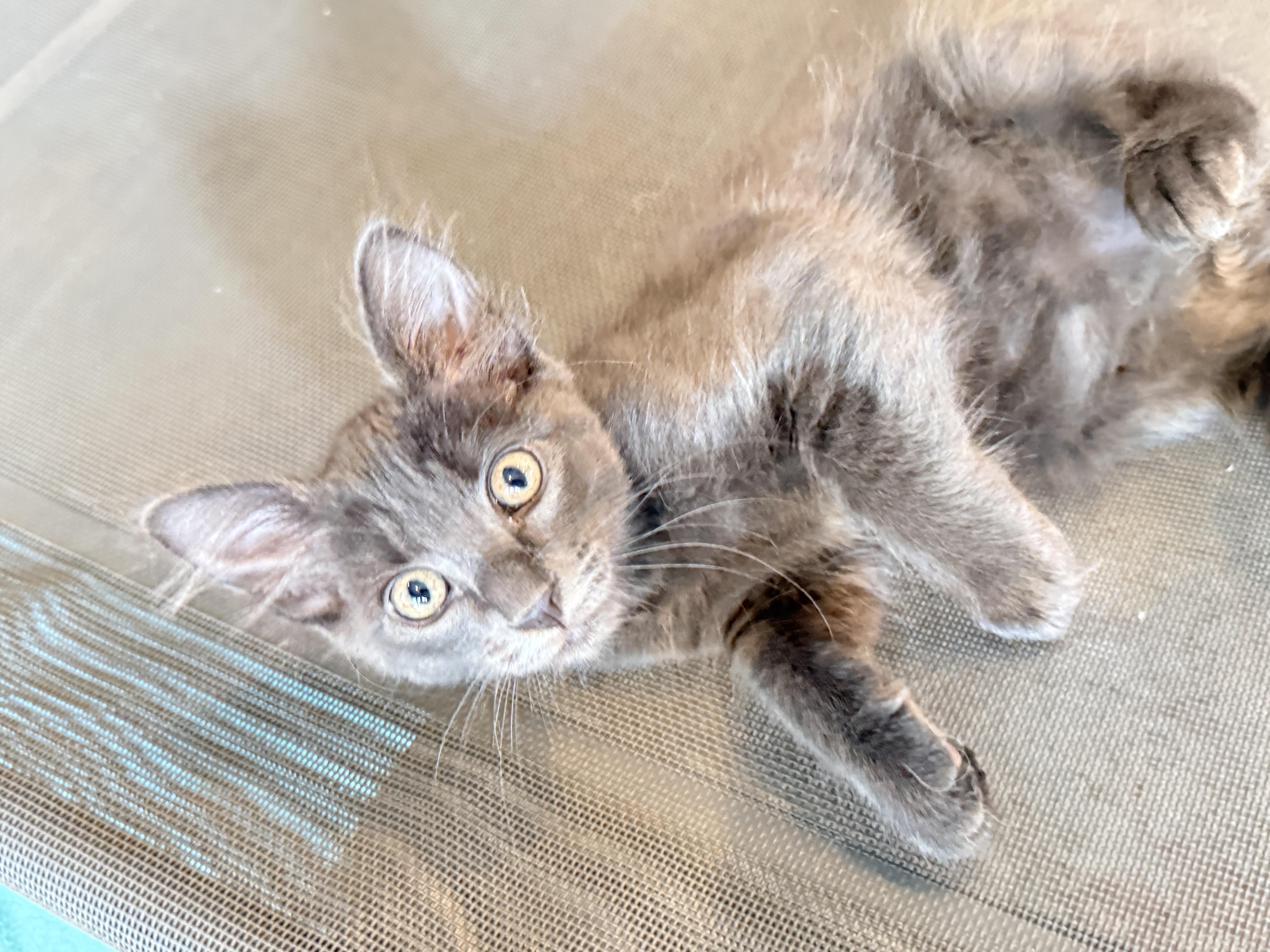 George, a ADOPTABLE mixed breed in Keller, TX image 6/6