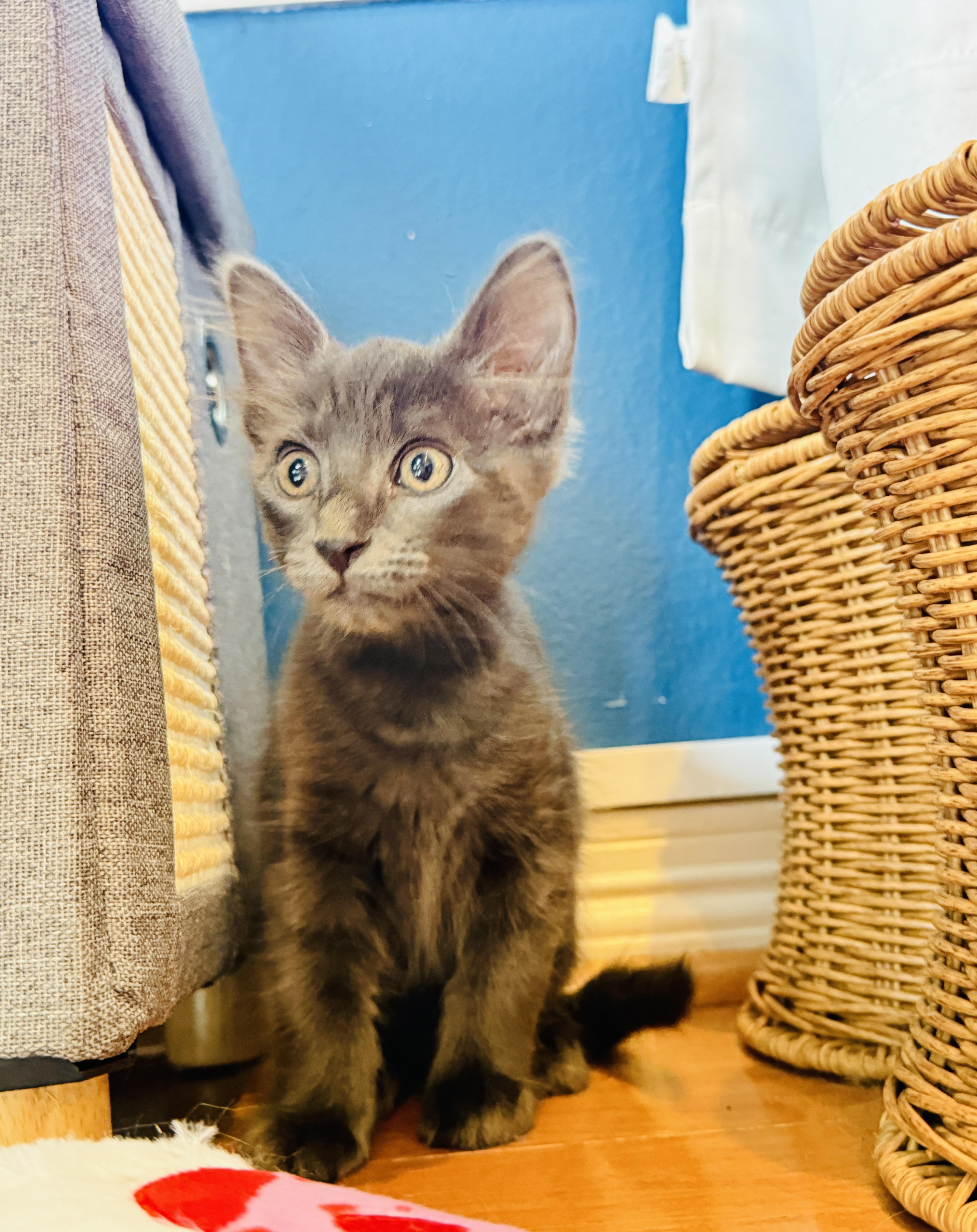 George, a ADOPTABLE mixed breed in Keller, TX image 1/6