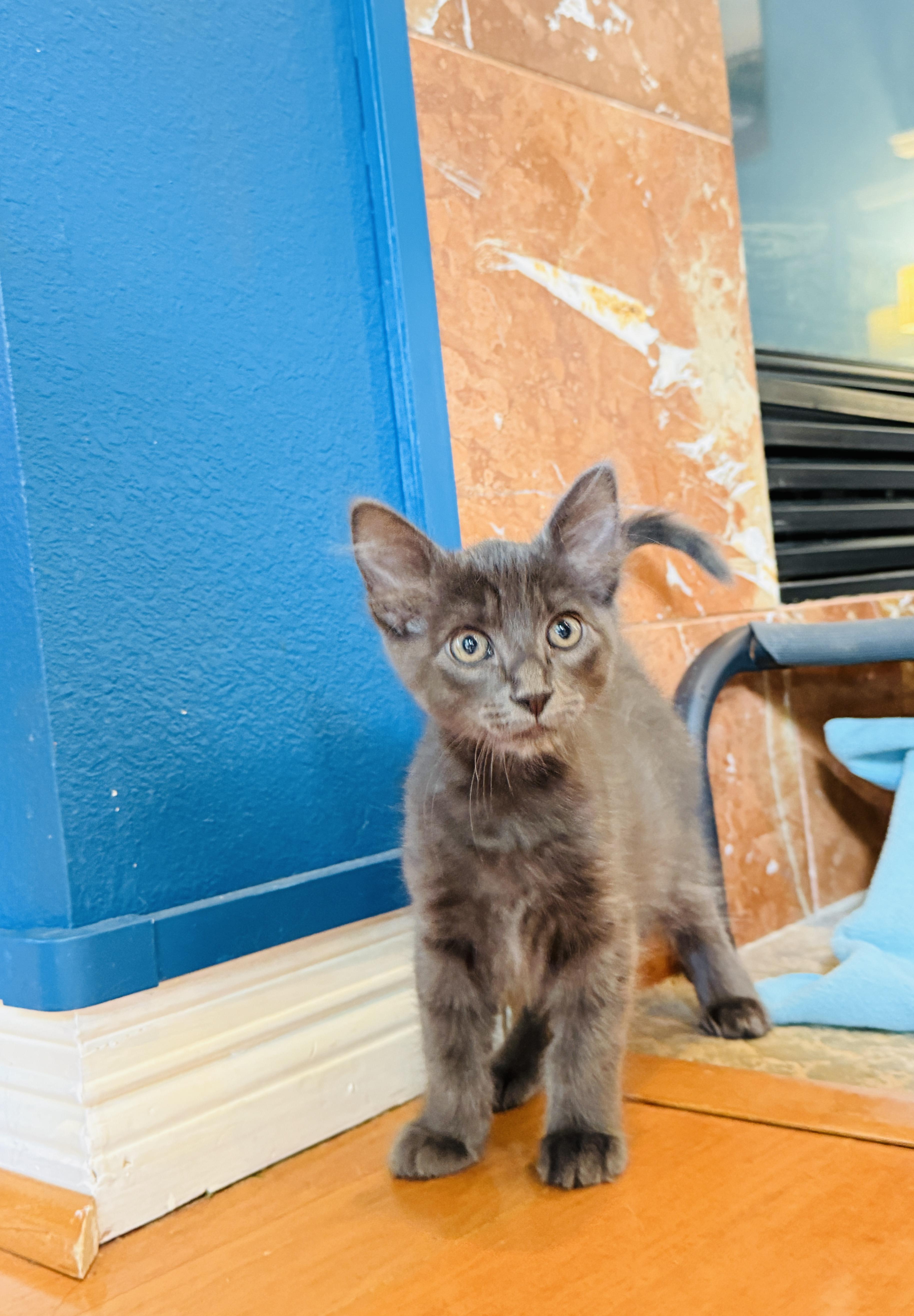 George, a ADOPTABLE mixed breed in Keller, TX image 5/6