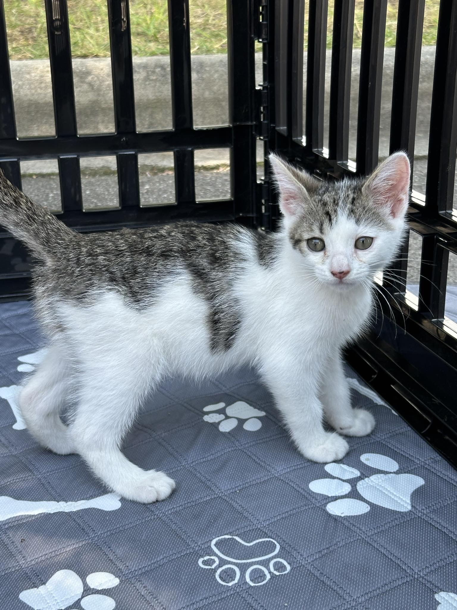 Enlarge Charlie, a Adoptable Domestic Short Hair in Maiden, NC image 2/5