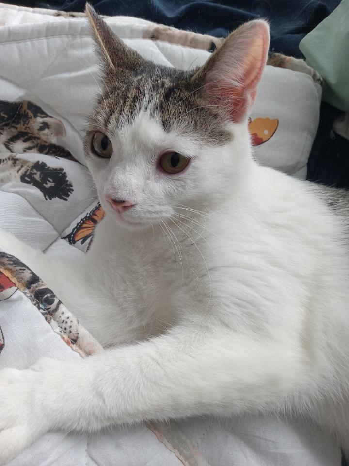 Enlarge Charlie, a Adoptable Domestic Short Hair in Maiden, NC image 5/5