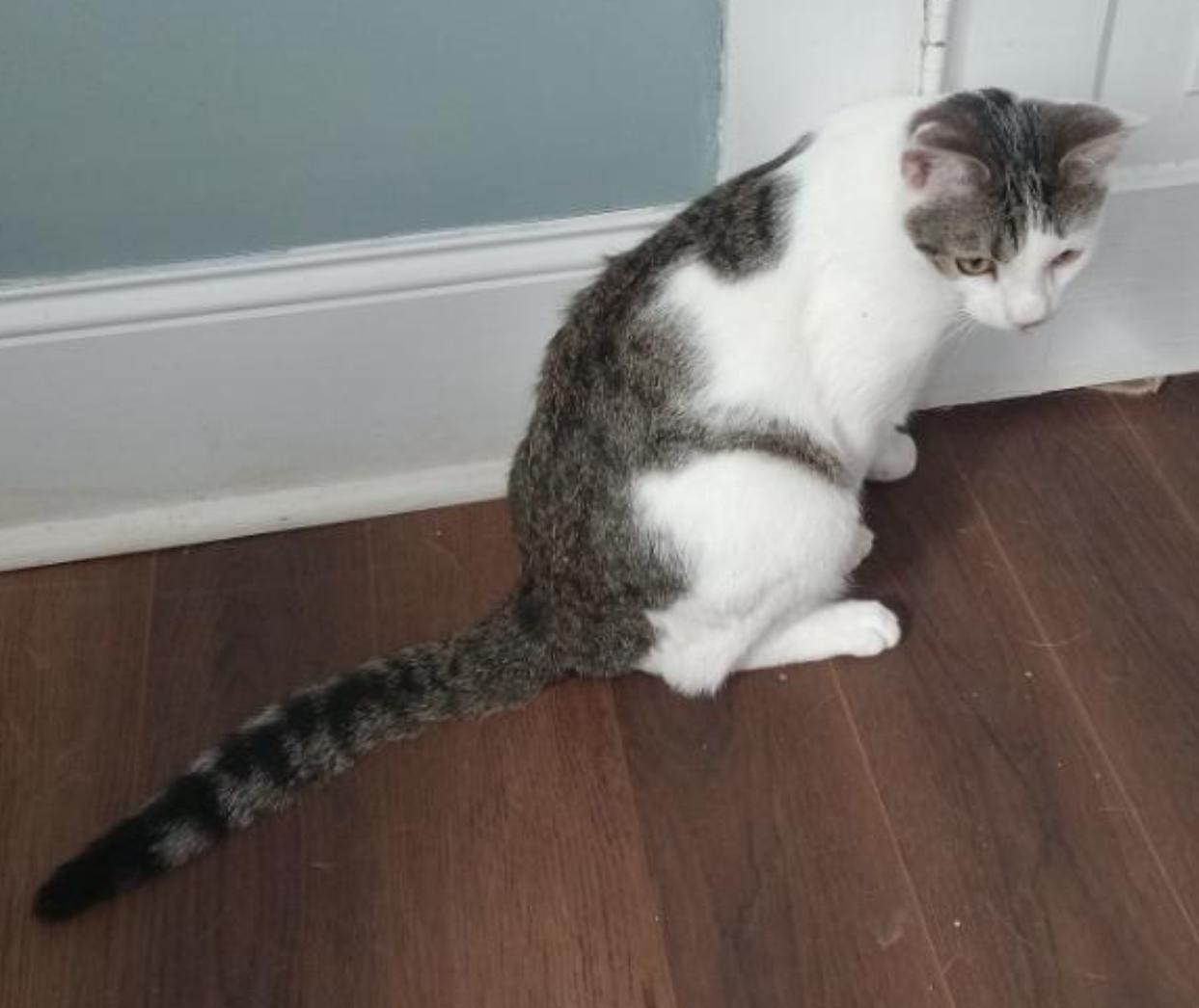 Charlie, Adoptable, Young Male Domestic Short Hair.