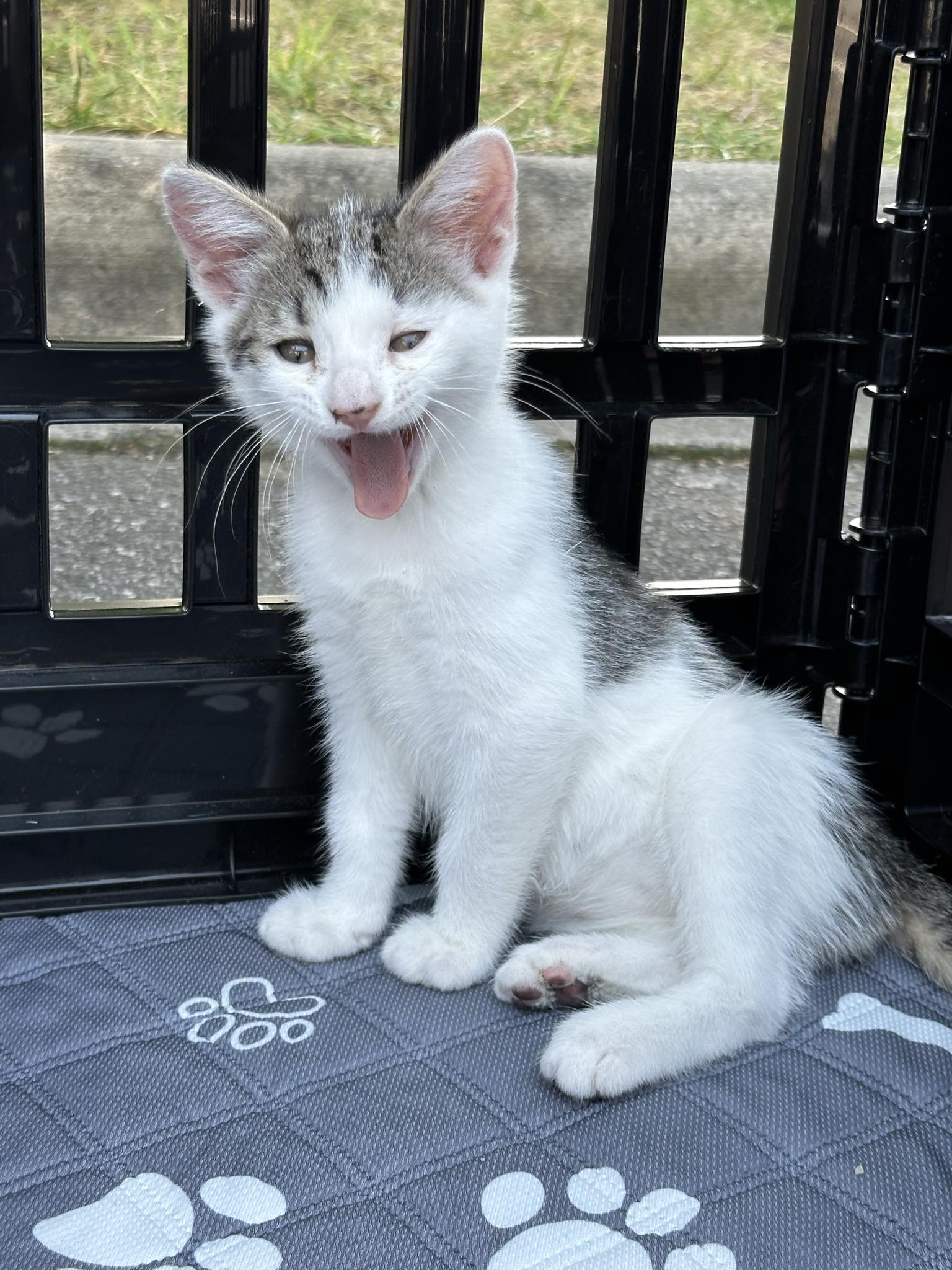 Enlarge Charlie, a Adoptable Domestic Short Hair in Maiden, NC image 3/5