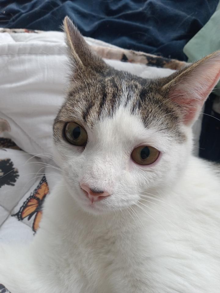 Enlarge Charlie, a Adoptable Domestic Short Hair in Maiden, NC image 1/5