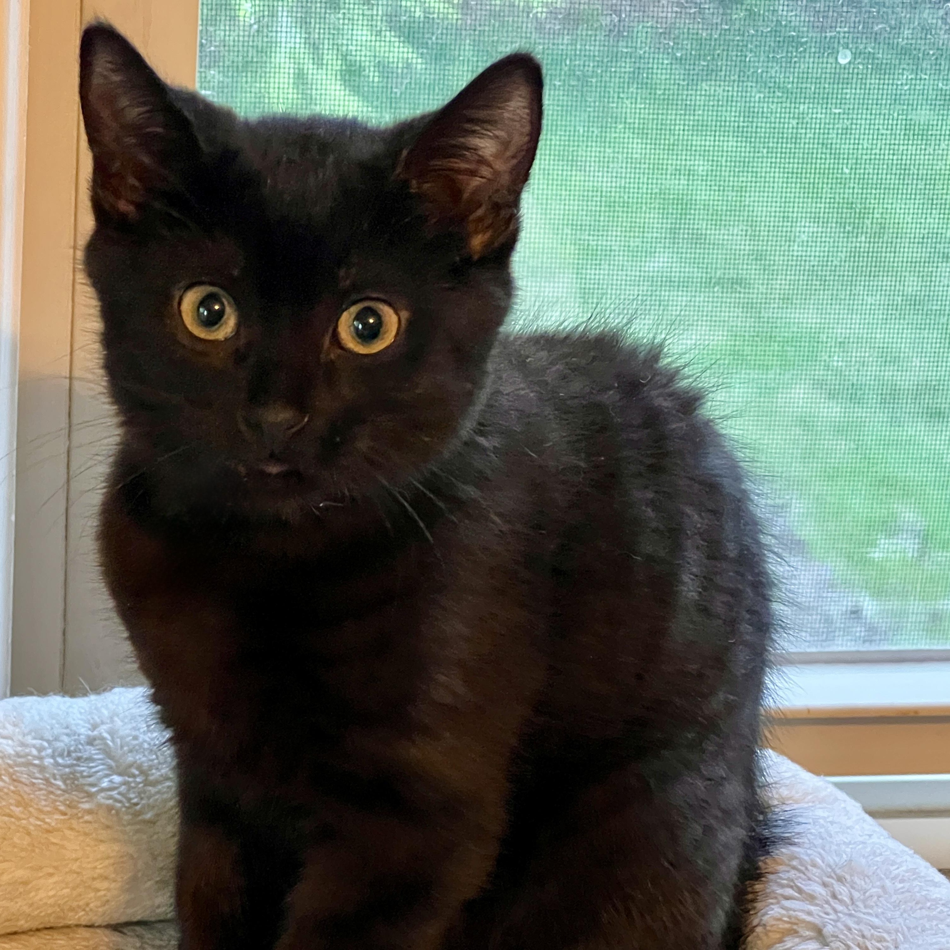 Enlarge JED, a ADOPTABLE Domestic Short Hair in East Greenwich, RI image 5/5