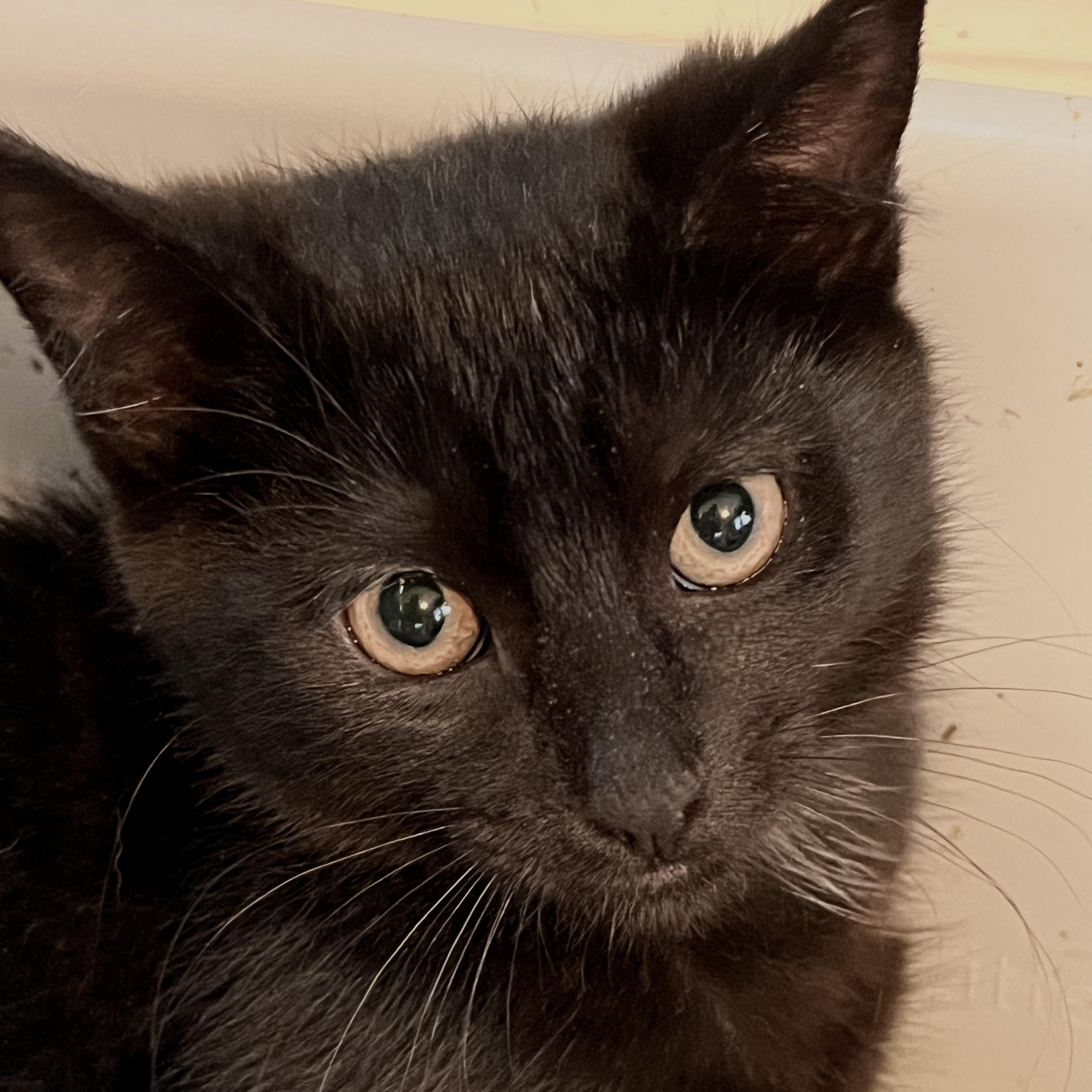 Enlarge JED, a ADOPTABLE Domestic Short Hair in East Greenwich, RI image 2/5