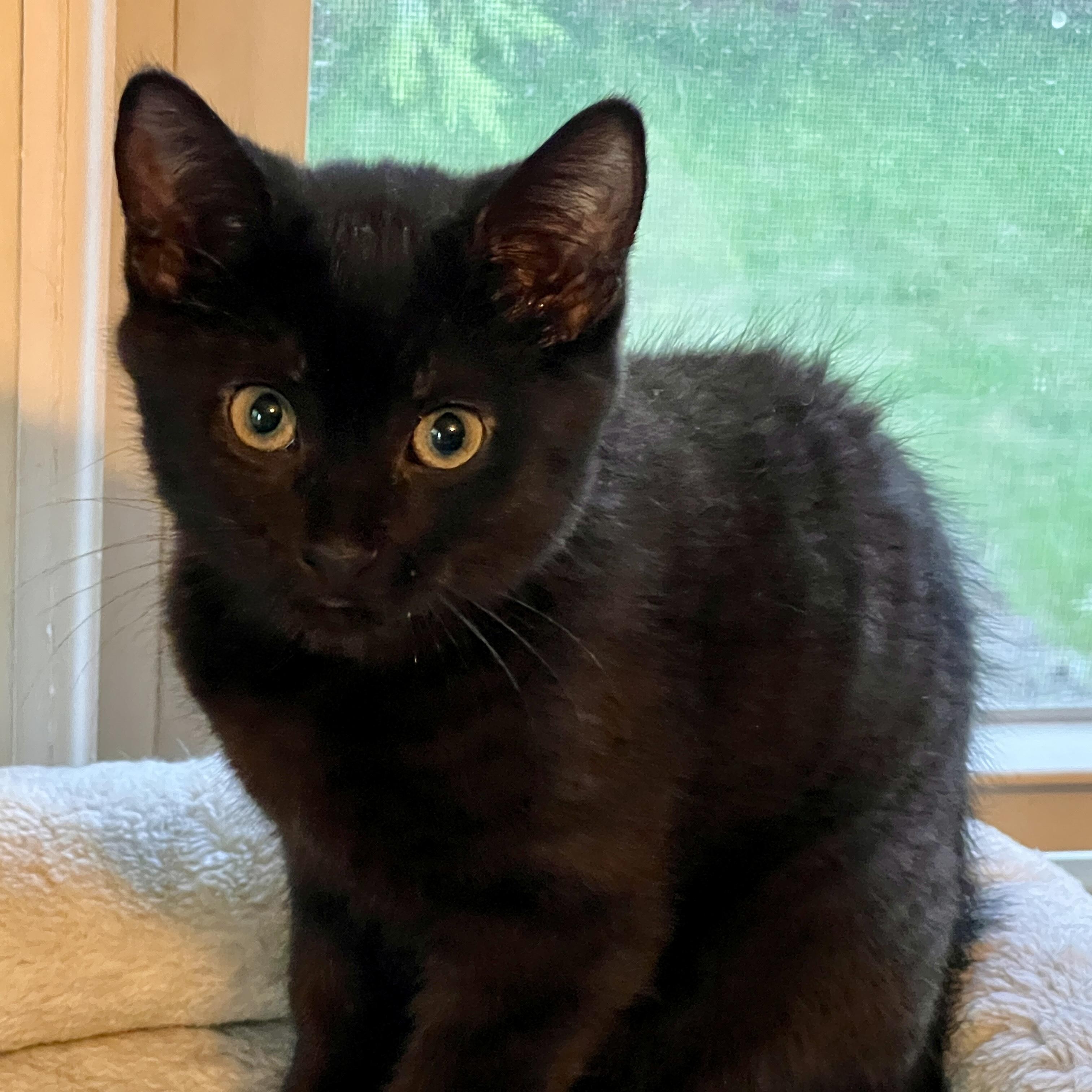 Enlarge JED, a ADOPTABLE Domestic Short Hair in East Greenwich, RI image 3/5