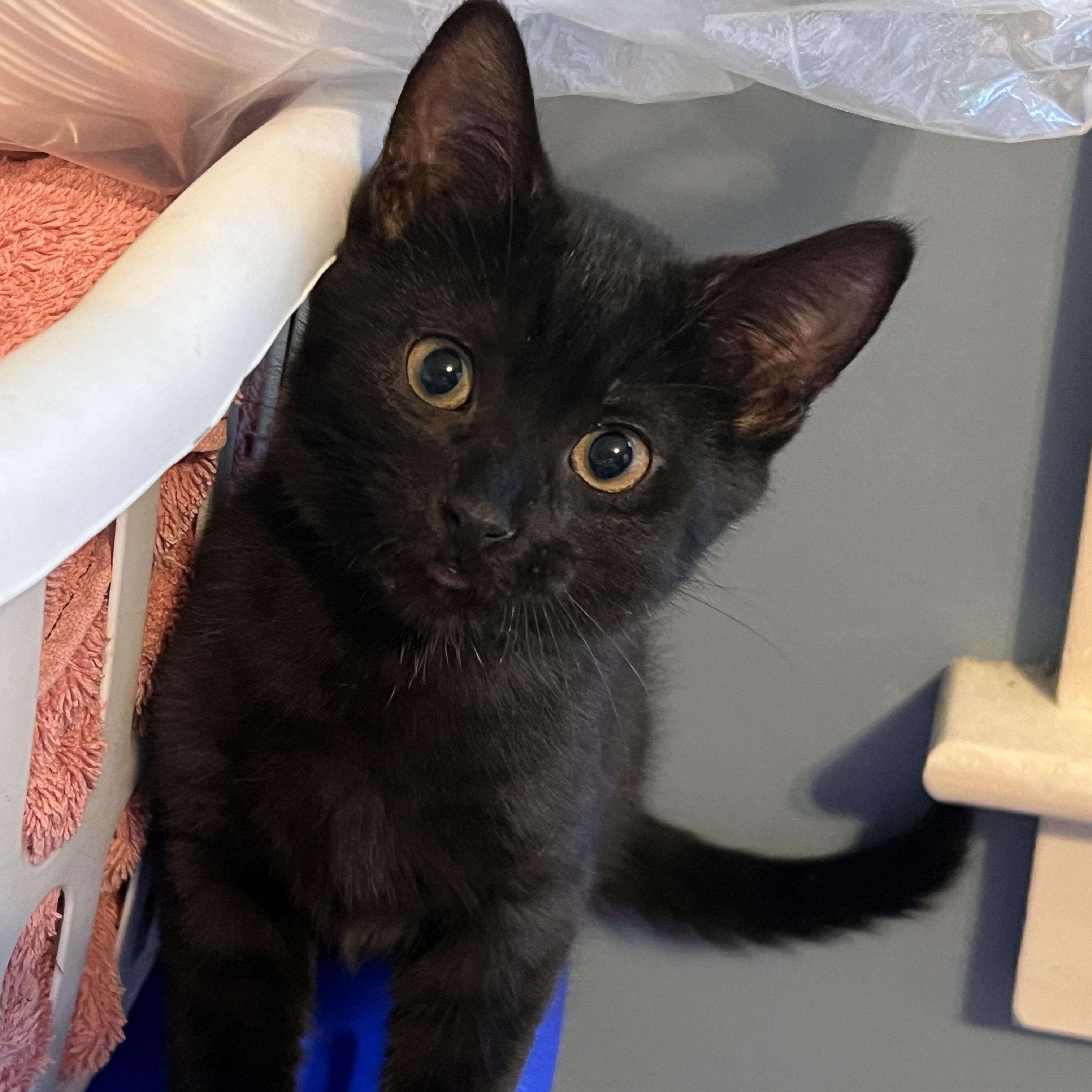 Enlarge JED, a ADOPTABLE Domestic Short Hair in East Greenwich, RI image 1/5