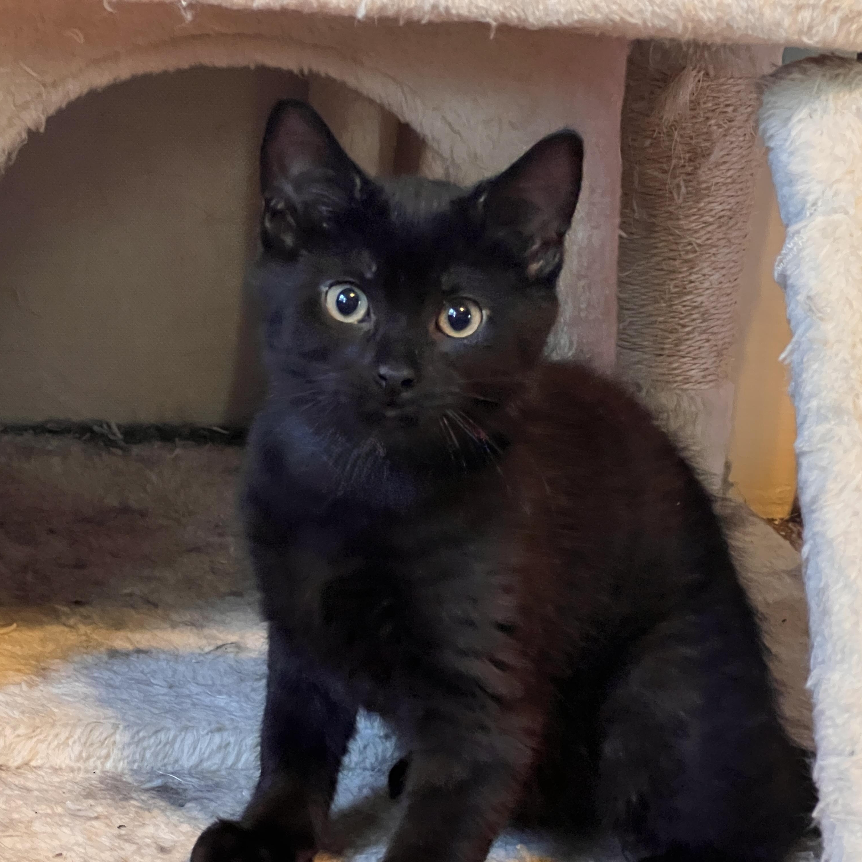 Enlarge JED, a ADOPTABLE Domestic Short Hair in East Greenwich, RI image 4/5