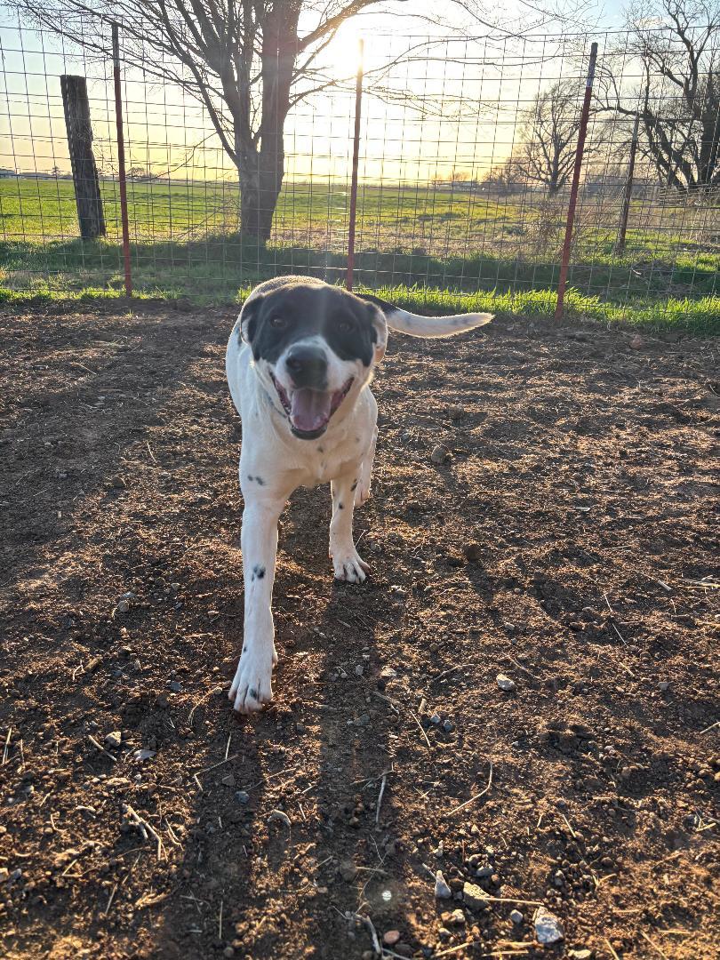 Duncan, a Adoptable Mixed Breed in Sentinel, OK image 3/5