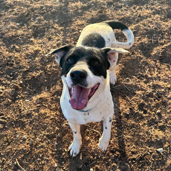 Duncan, a Adoptable Mixed Breed in Sentinel, OK image 2/5