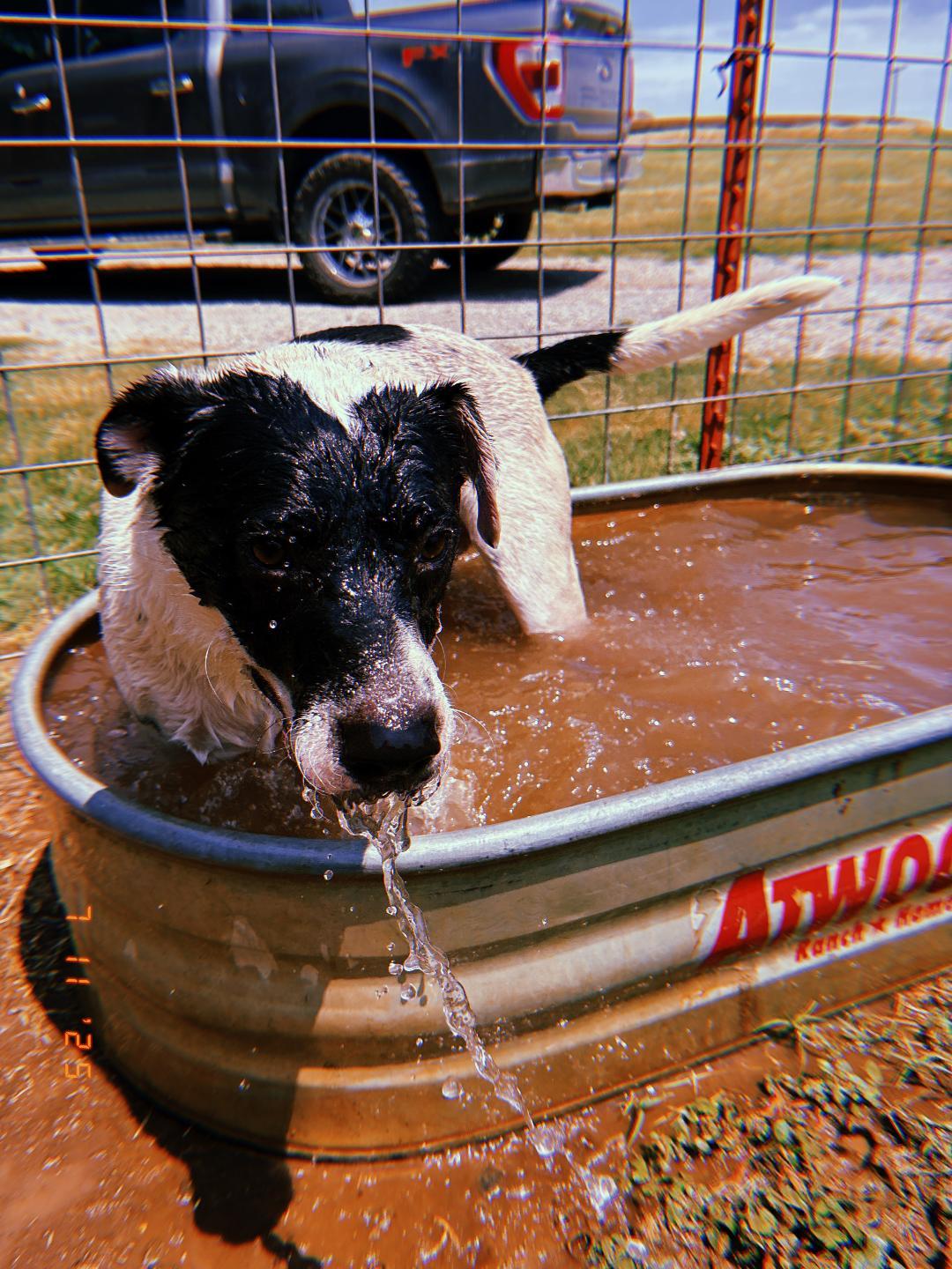 Duncan, a Adoptable Mixed Breed in Sentinel, OK image 4/5