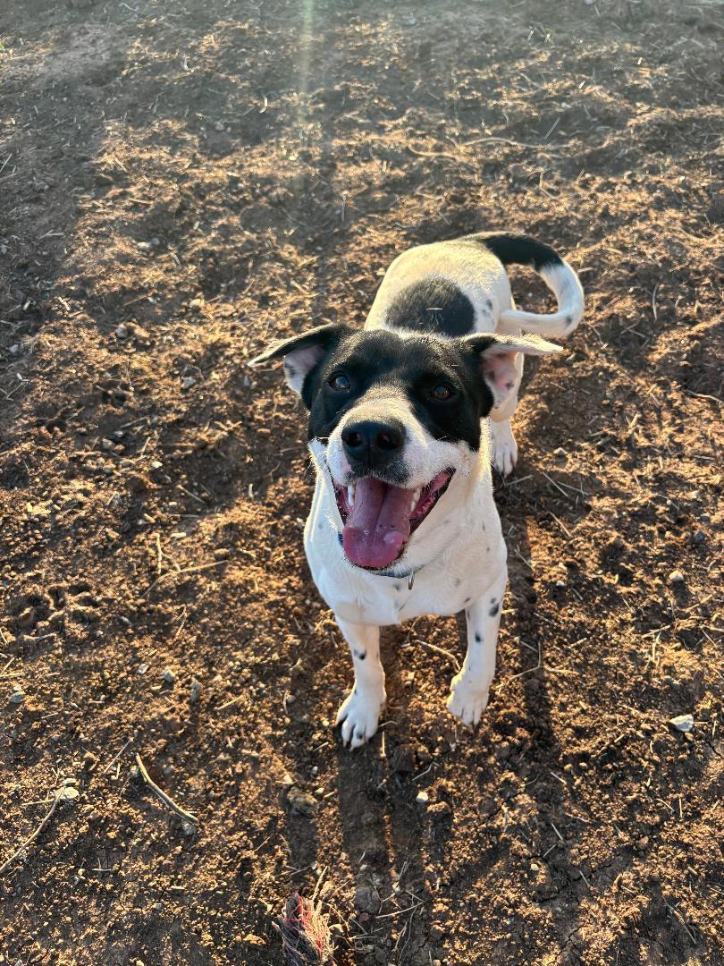 Duncan, a Adoptable Mixed Breed in Sentinel, OK image 5/5