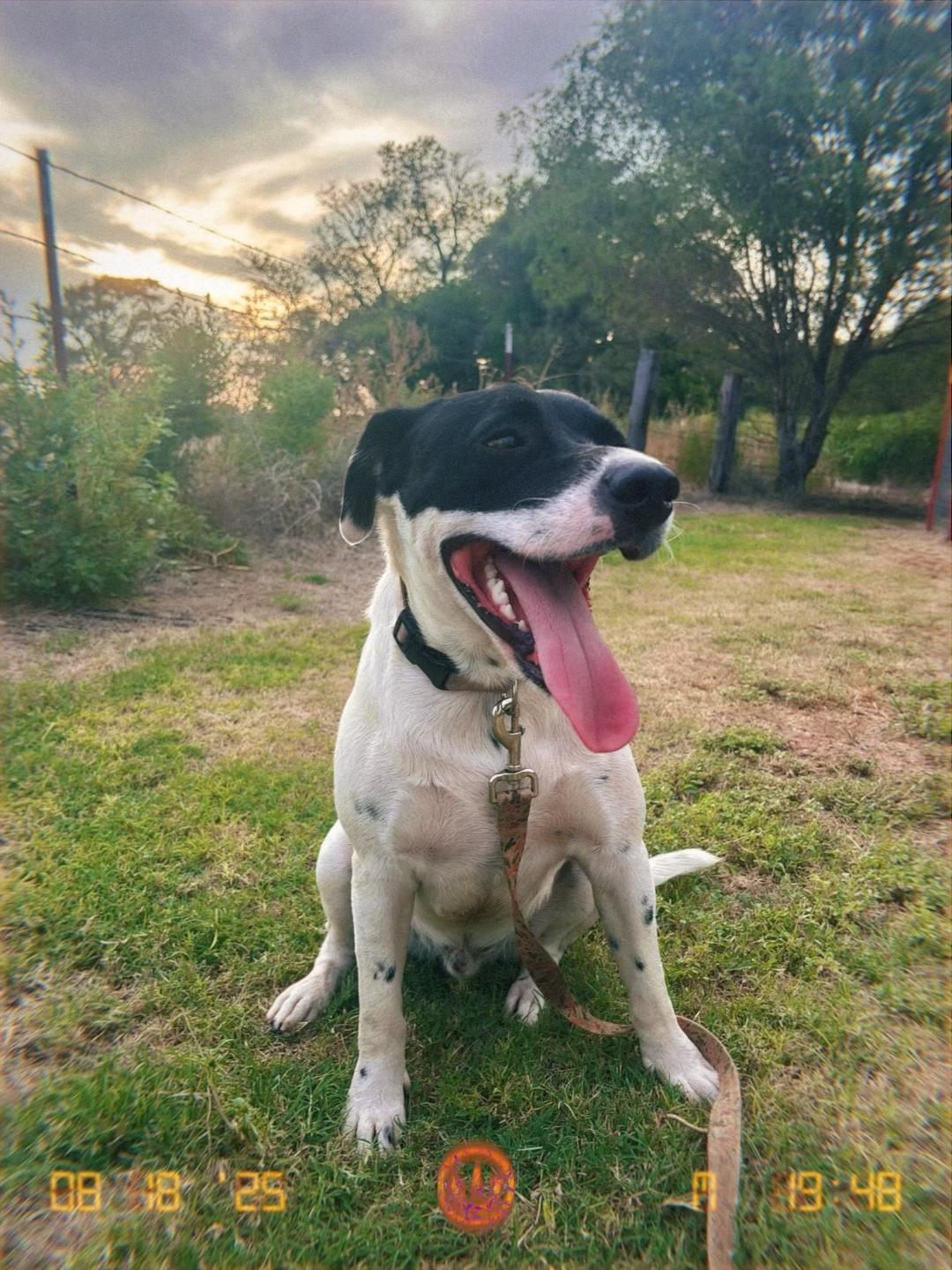 Duncan, Adoptable, Adult Male Mixed Breed.