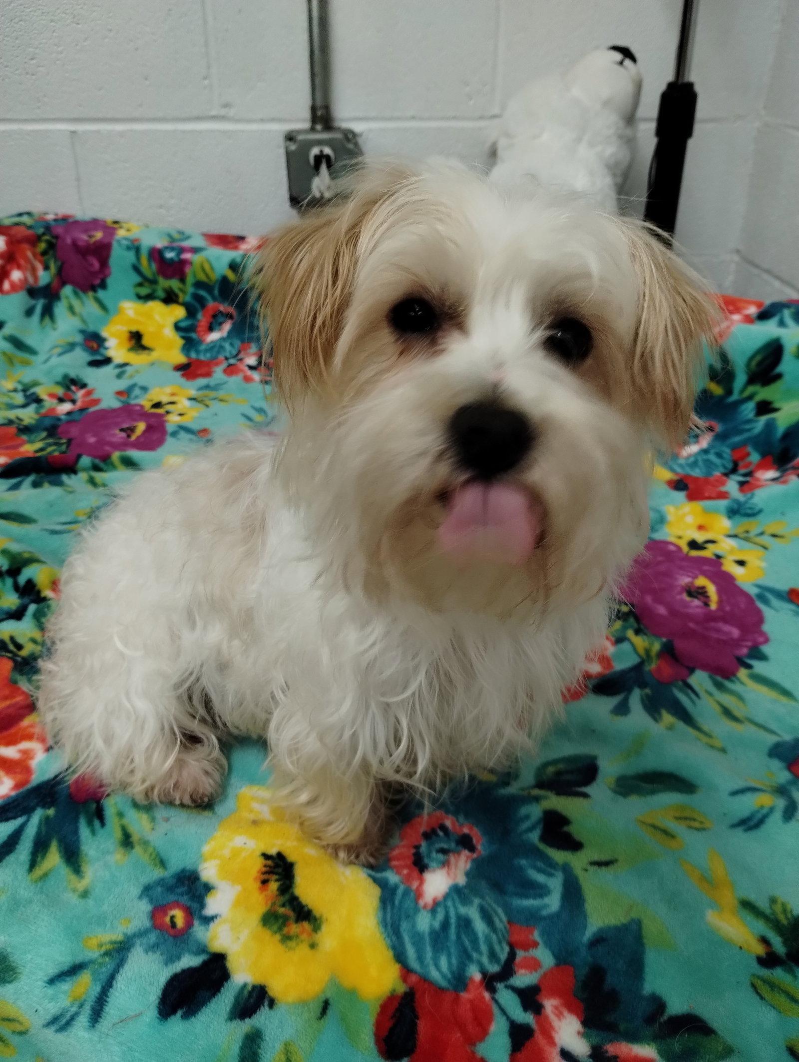 Enlarge Chico, a Adopted mixed breed in York, SC image 2/3