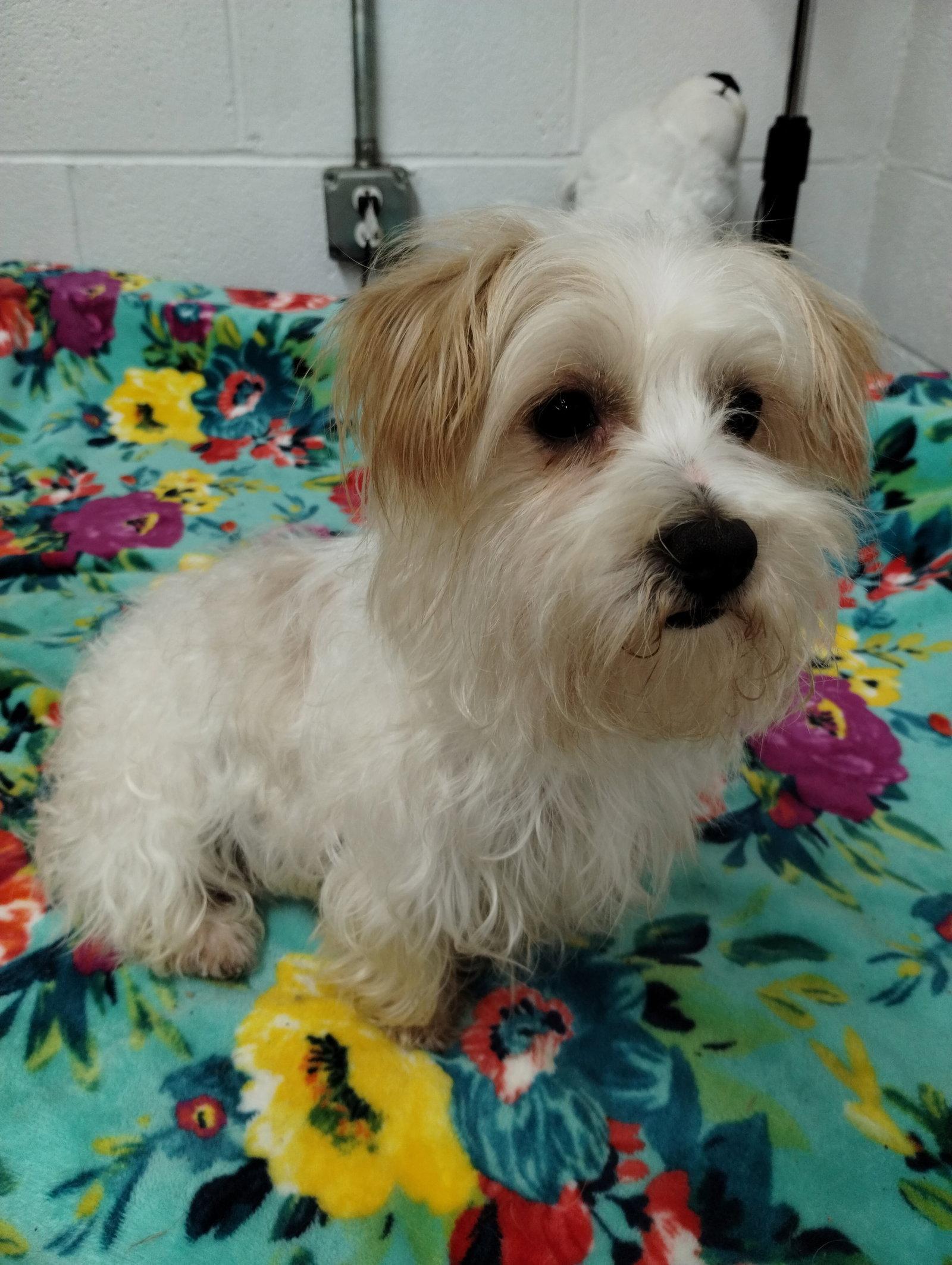 Enlarge Chico, a Adopted mixed breed in York, SC image 3/3