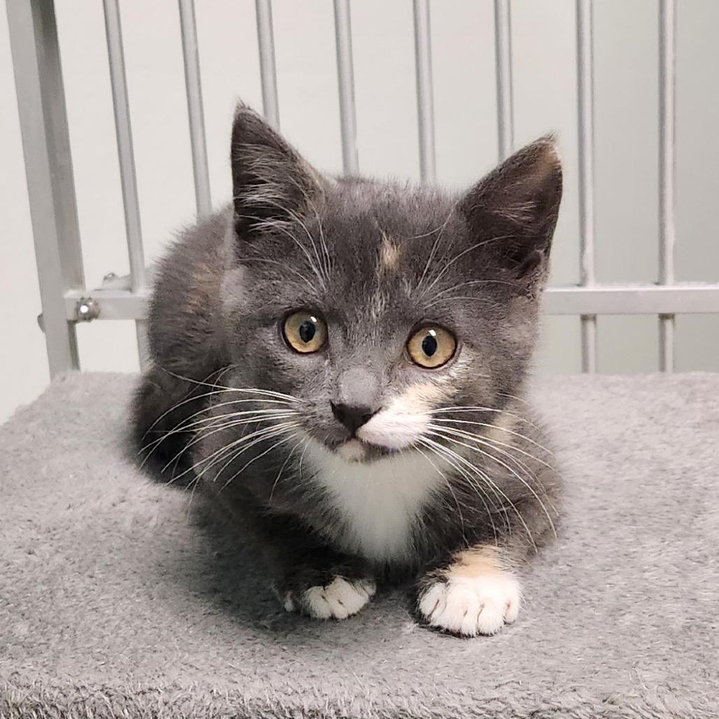 Famke, Adoptable, Kitten Female Domestic Short Hair.