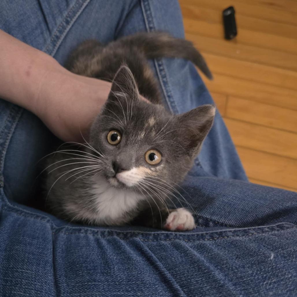 Famke, Adoptable, Kitten Female Domestic Short Hair.