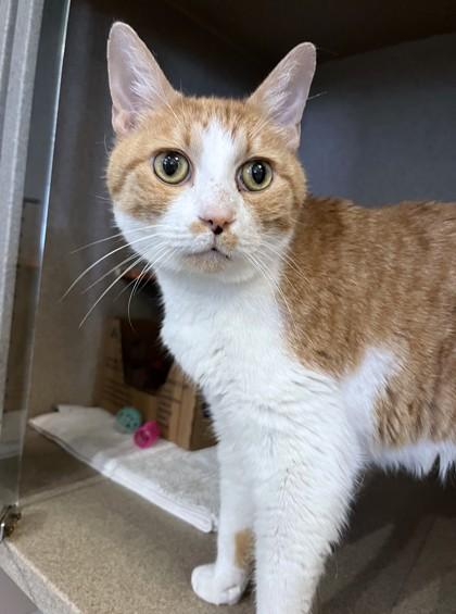 James, Adoptable, Senior Male Domestic Short Hair & Domestic Short Hair.