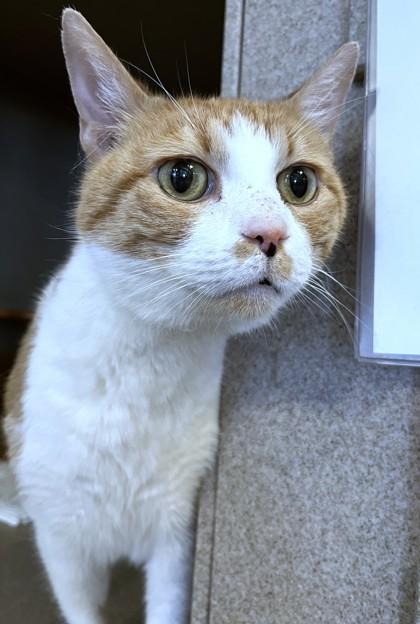 Enlarge James, a Adoptable mixed breed in Washington, DC image 2/3
