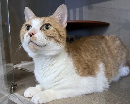 Enlarge James, a Adoptable mixed breed in Washington, DC image 3/3