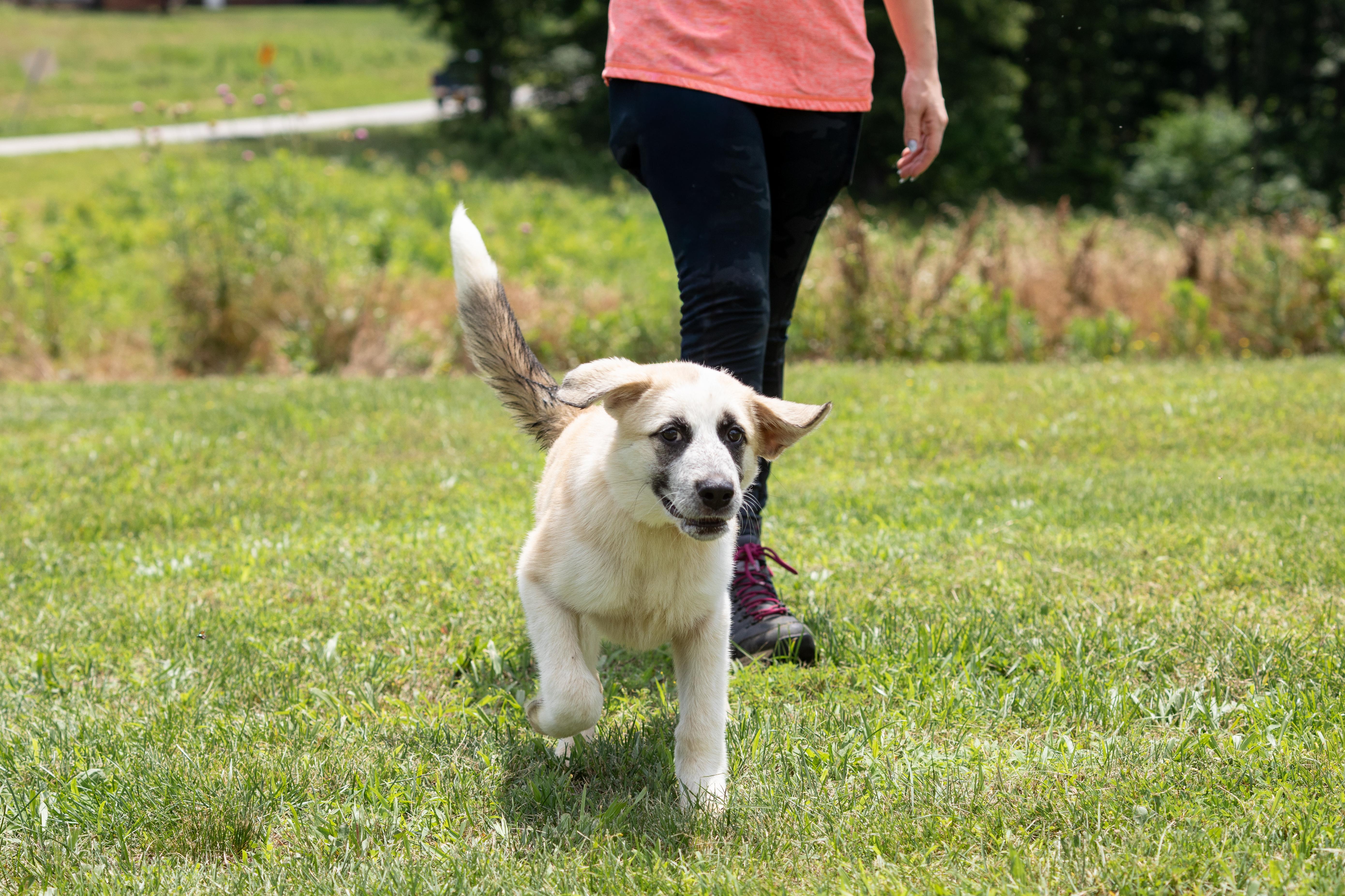 Aspen, adopted, Young Female Great Pyrenees.