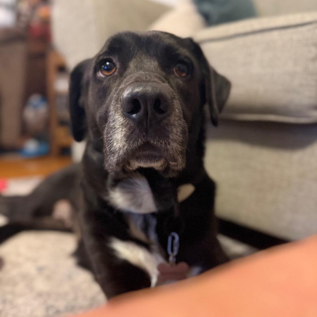 Enlarge Carley, a Adoptable mixed breed in Muscatine, IA image 1/6