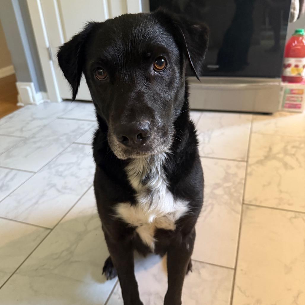 Enlarge Carley, a Adoptable mixed breed in Muscatine, IA image 3/6