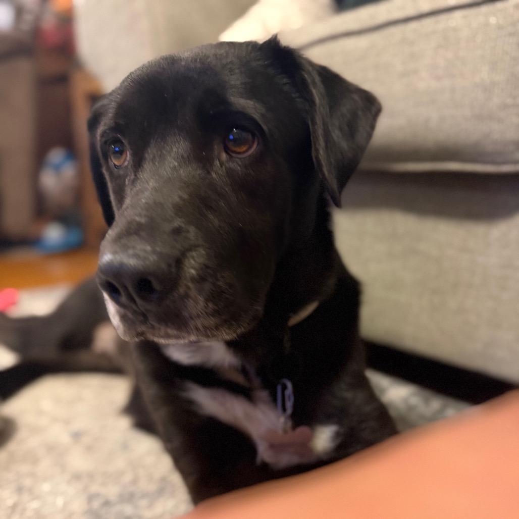 Enlarge Carley, a Adoptable mixed breed in Muscatine, IA image 4/6