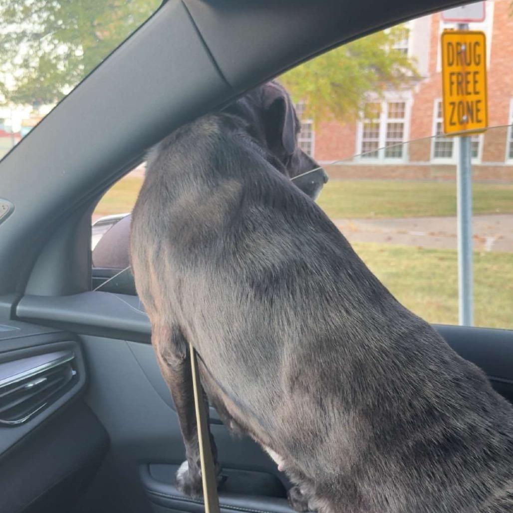 Enlarge Carley, a Adoptable mixed breed in Muscatine, IA image 5/6