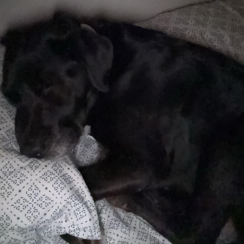 Enlarge Carley, a Adoptable mixed breed in Muscatine, IA image 6/6