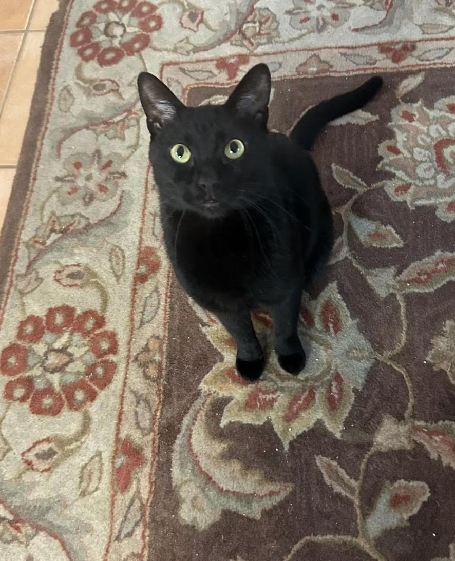 Simba, ADOPTABLE, Young Male Domestic Short Hair.