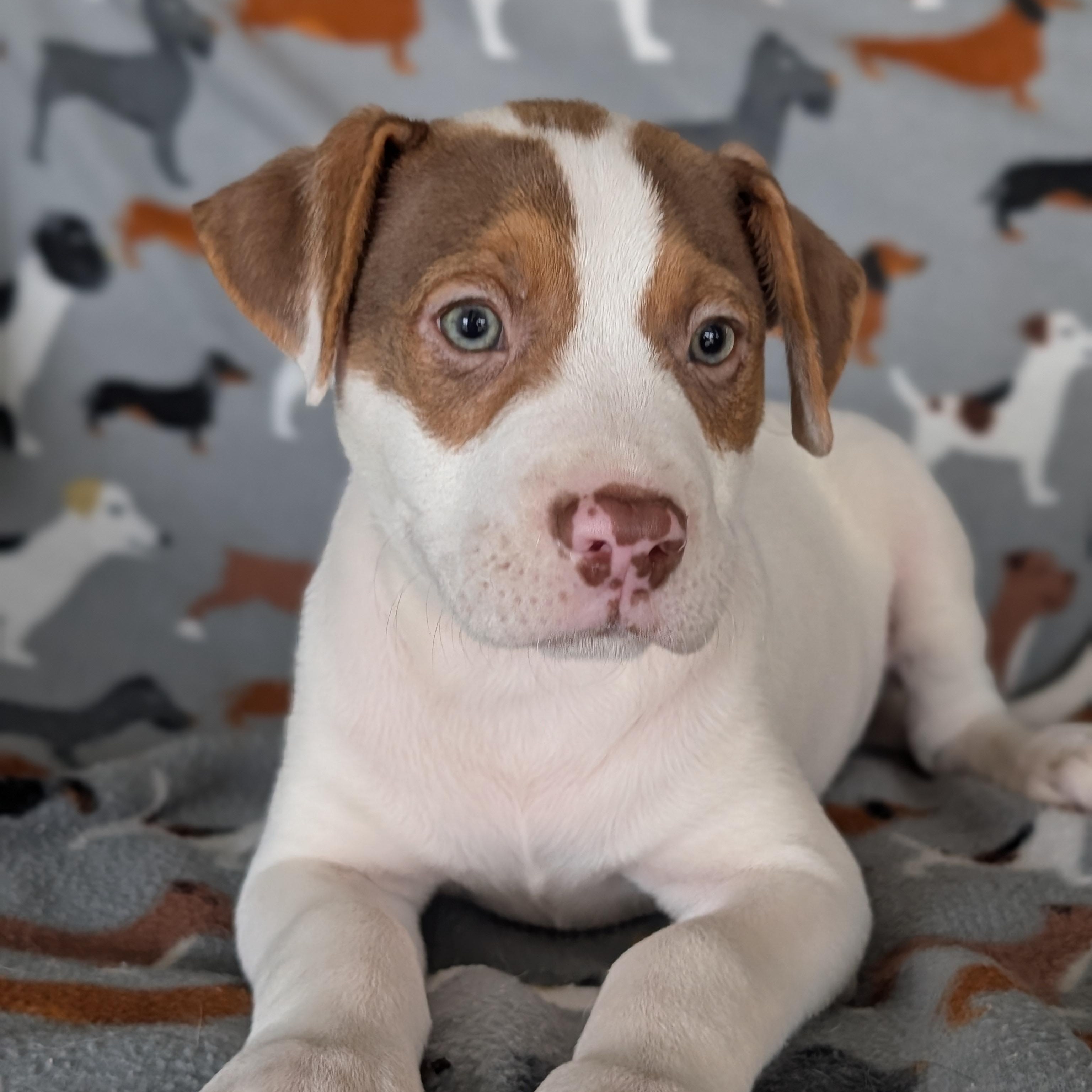 Enlarge Tiramisu, a Adoptable mixed breed in Baton Rouge, LA image 4/4