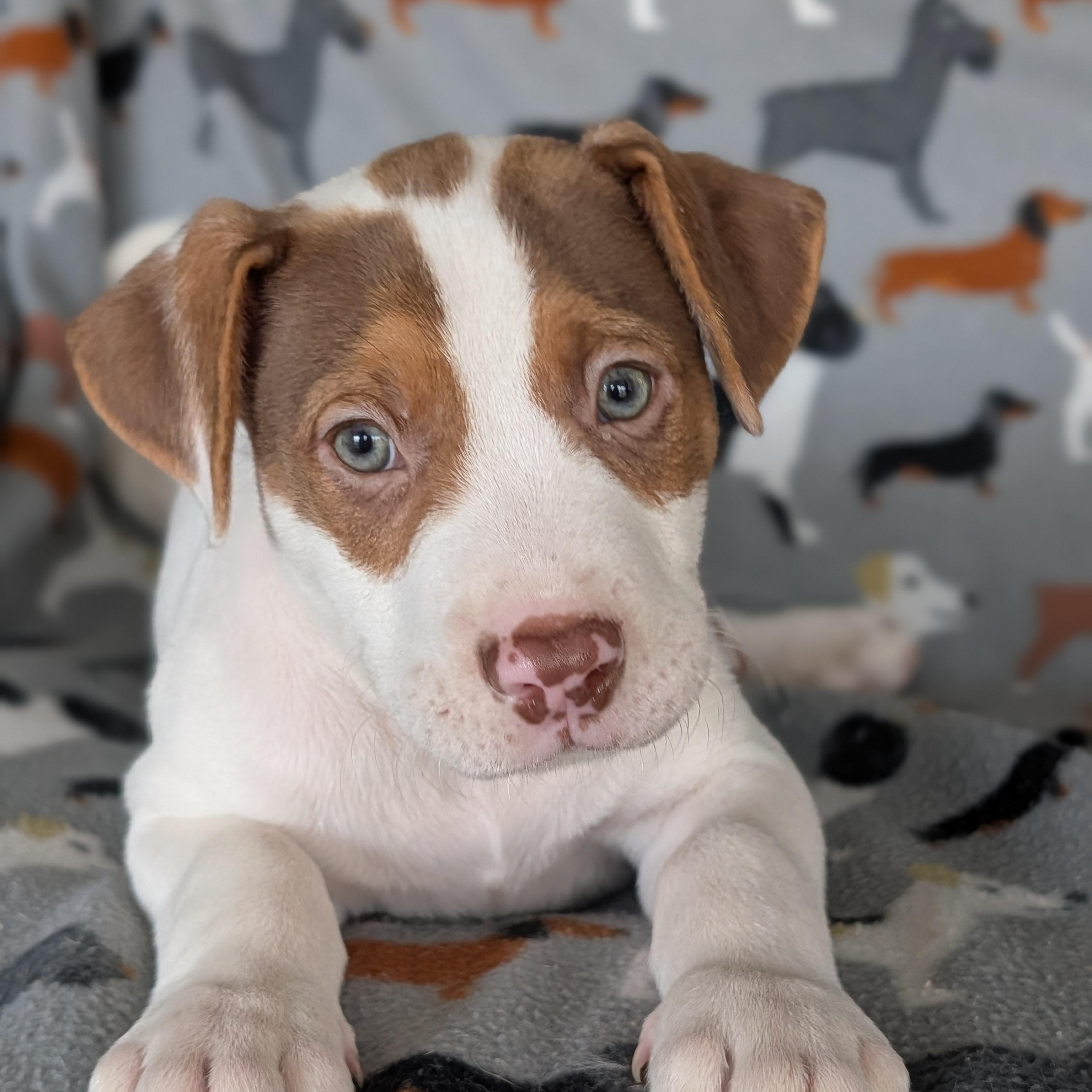 Tiramisu, Adoptable, Puppy Male Labrador Retriever & Cattle Dog.