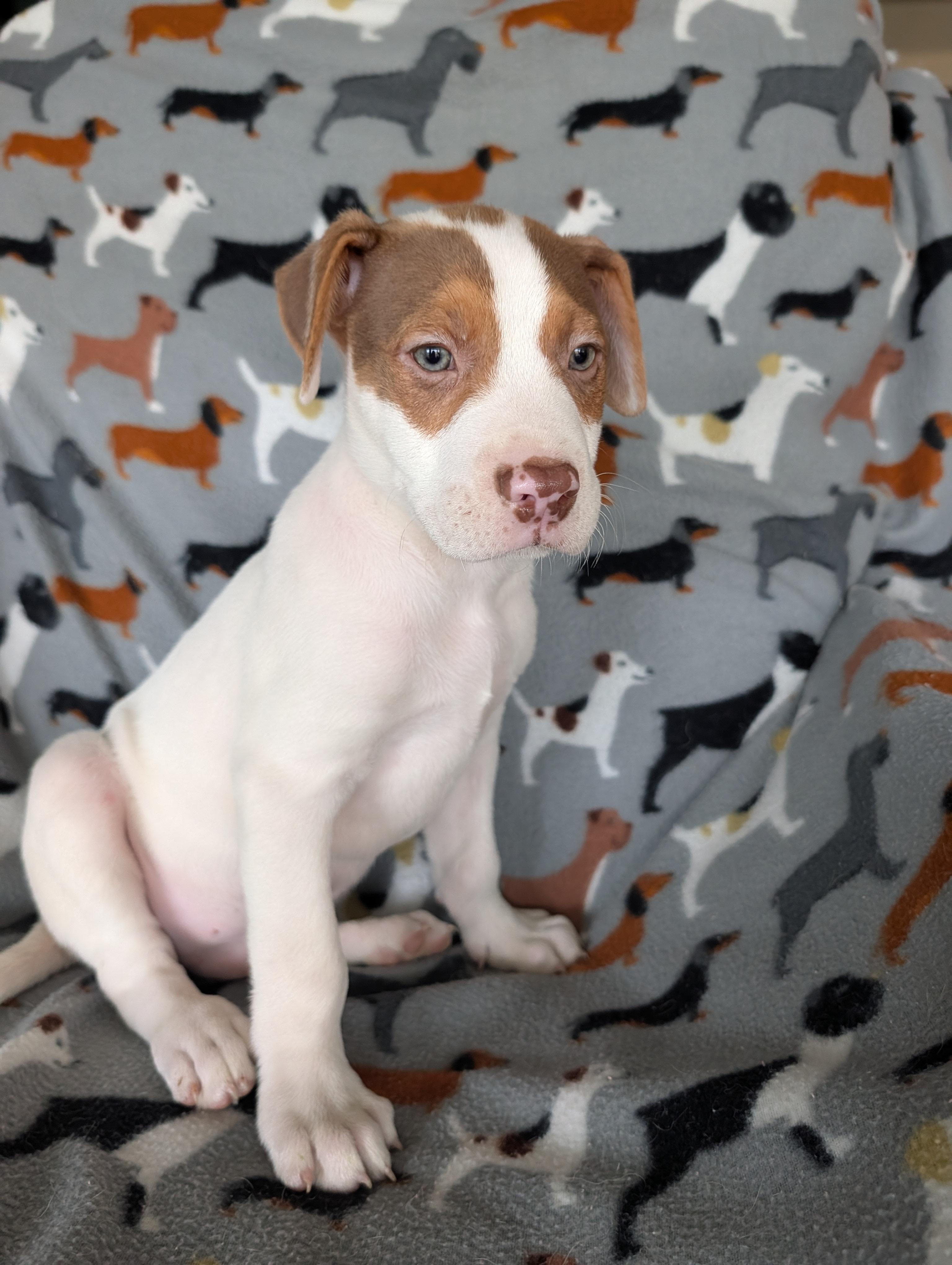 Enlarge Tiramisu, a Adoptable mixed breed in Baton Rouge, LA image 3/4